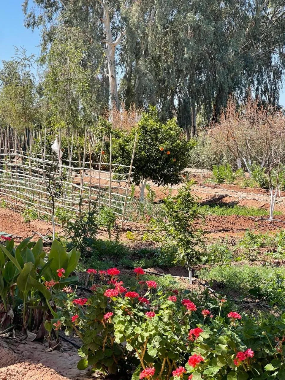 Garden in Maidan El Arsa