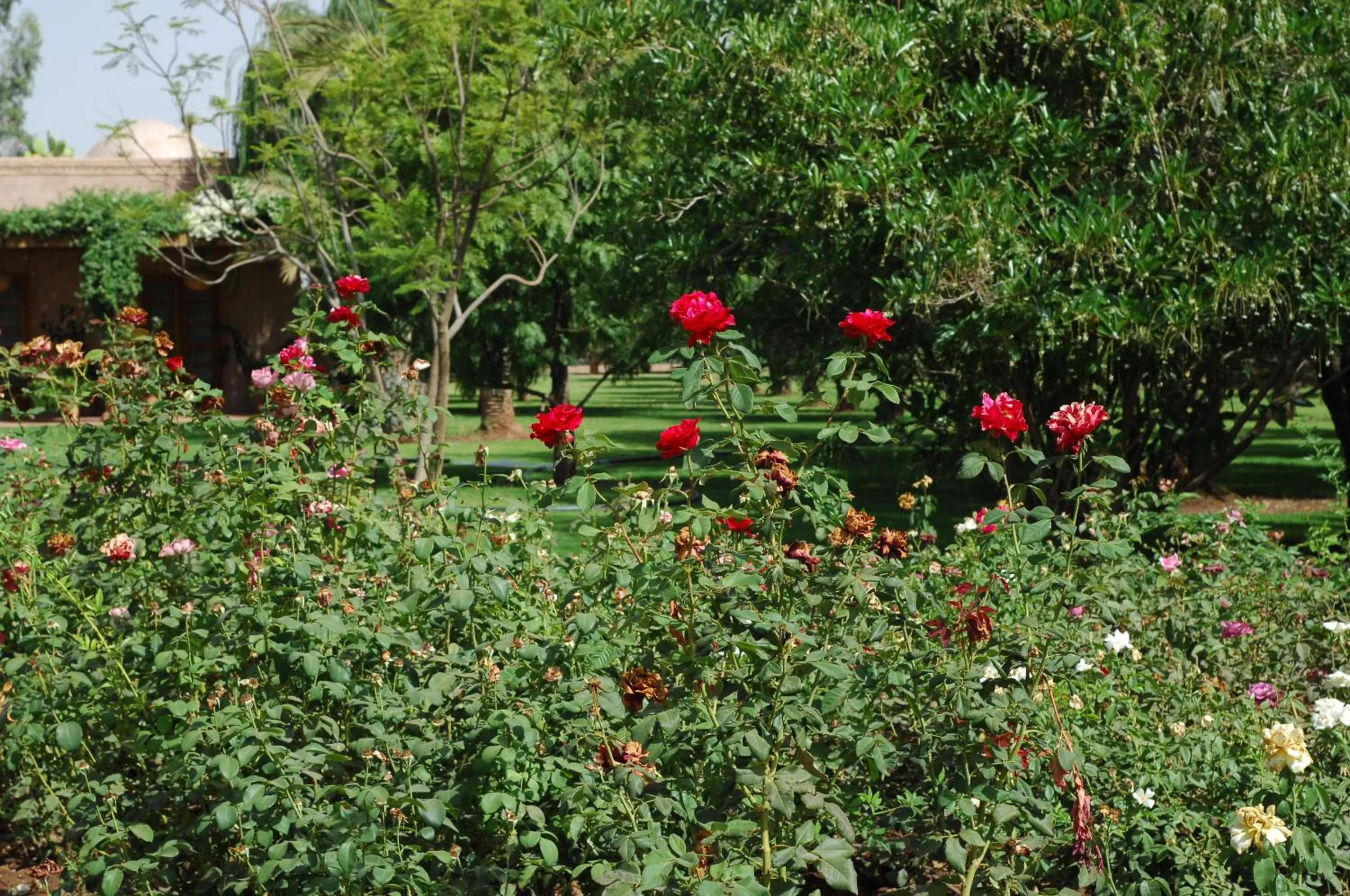 Garden in Maidan El Arsa