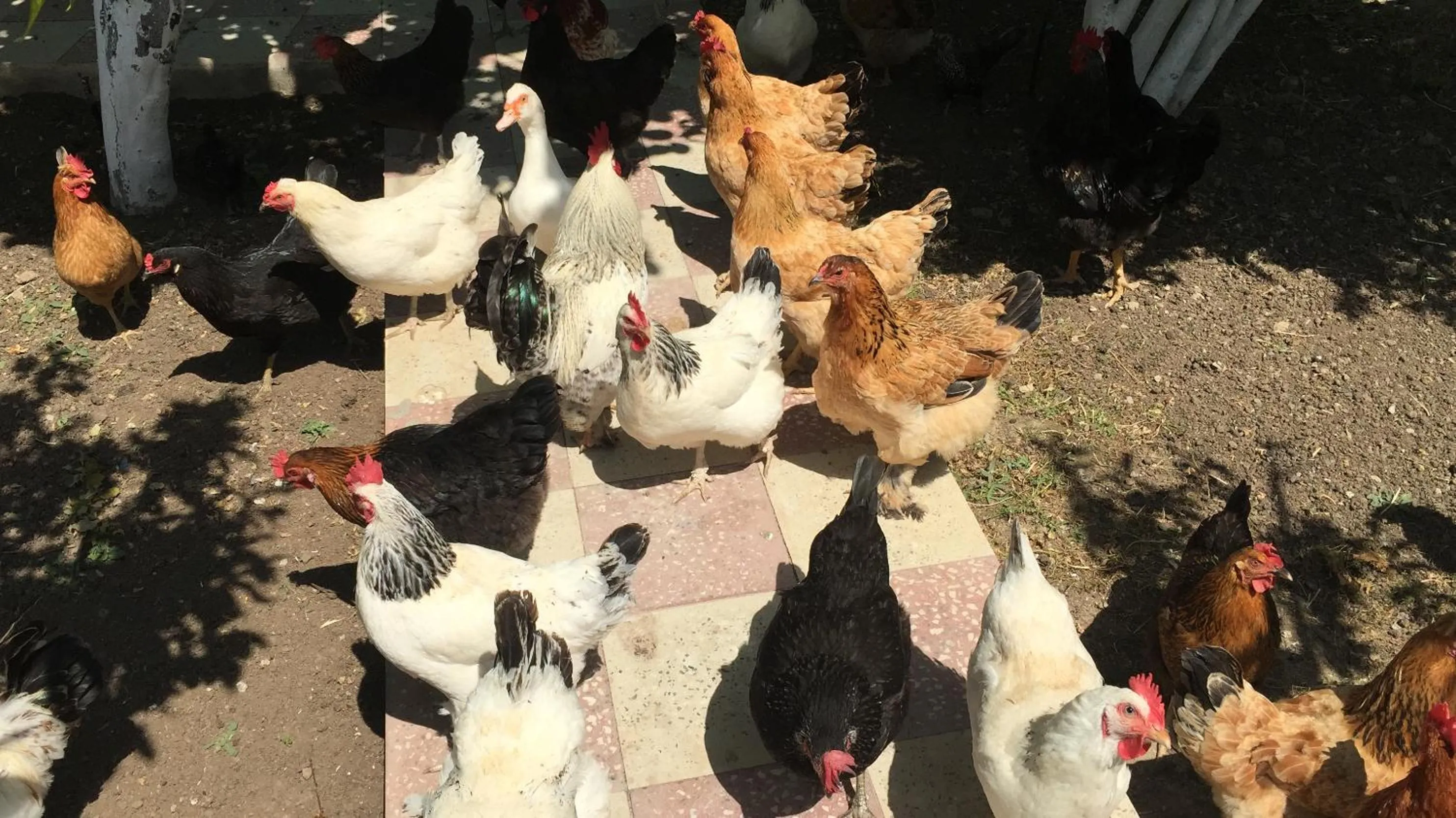 Animals in Hasanovs Villa