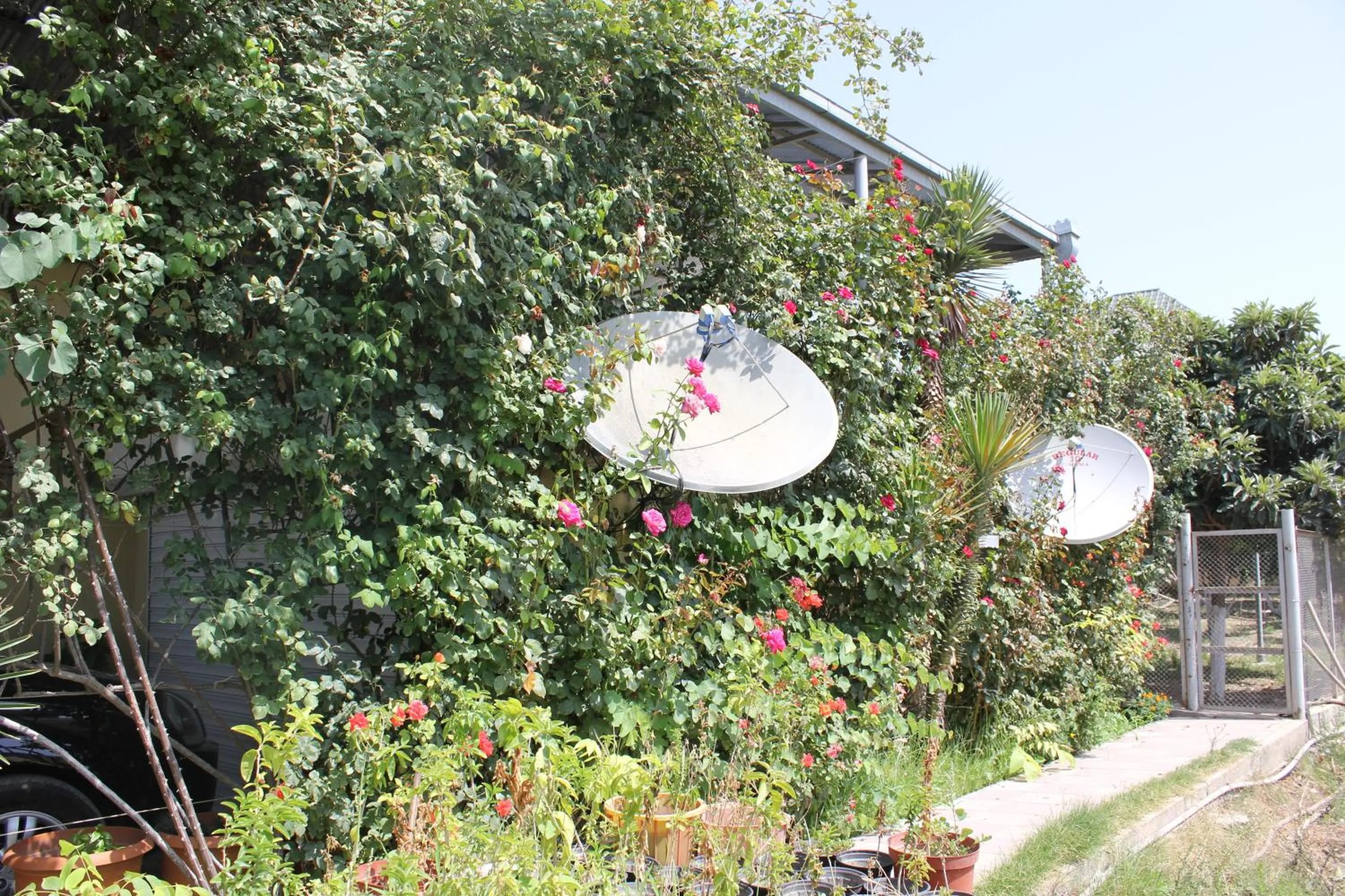 Garden in Hasanovs Villa