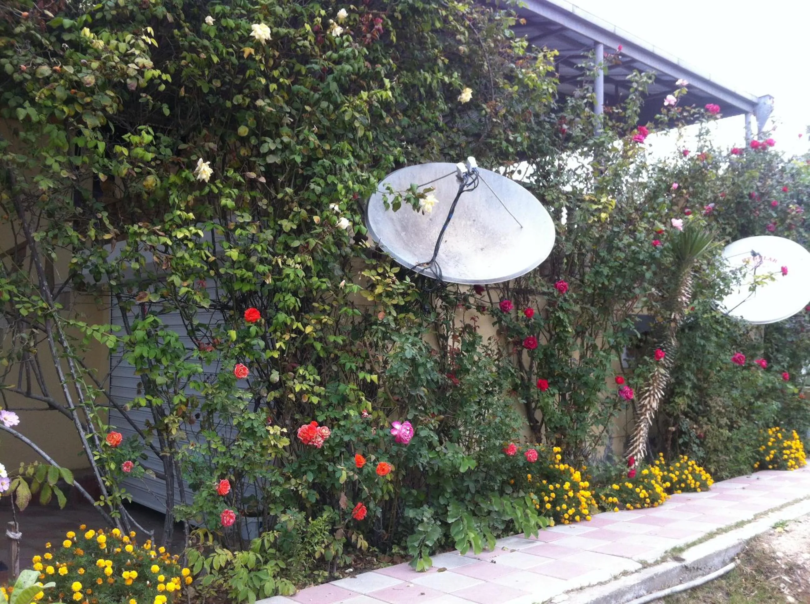 Garden view in Hasanovs Villa