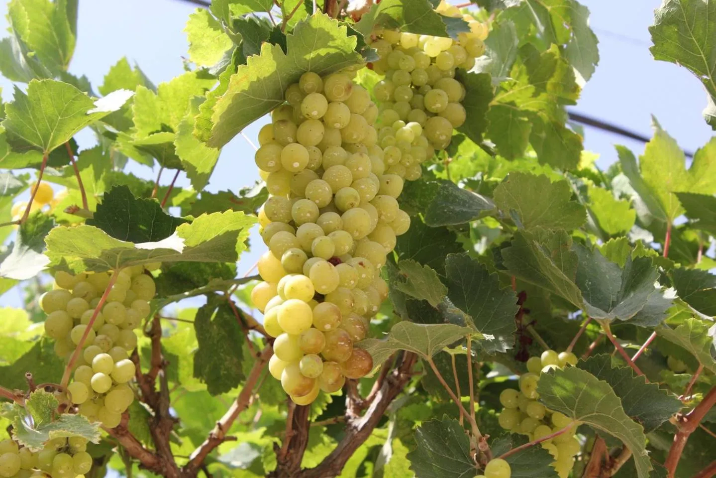 Garden in Hasanovs Villa