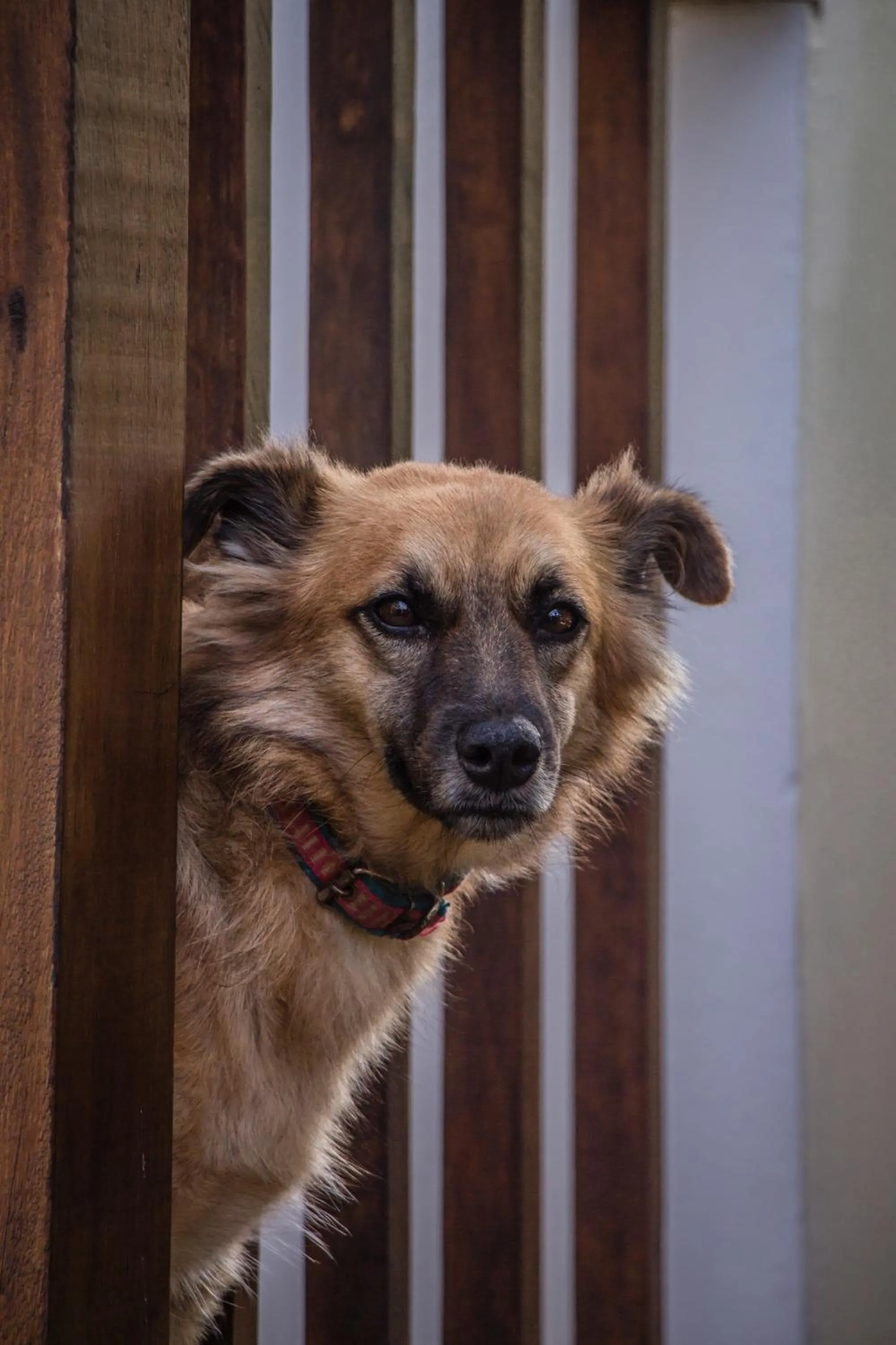 Pets in Planeta Banana Paraty