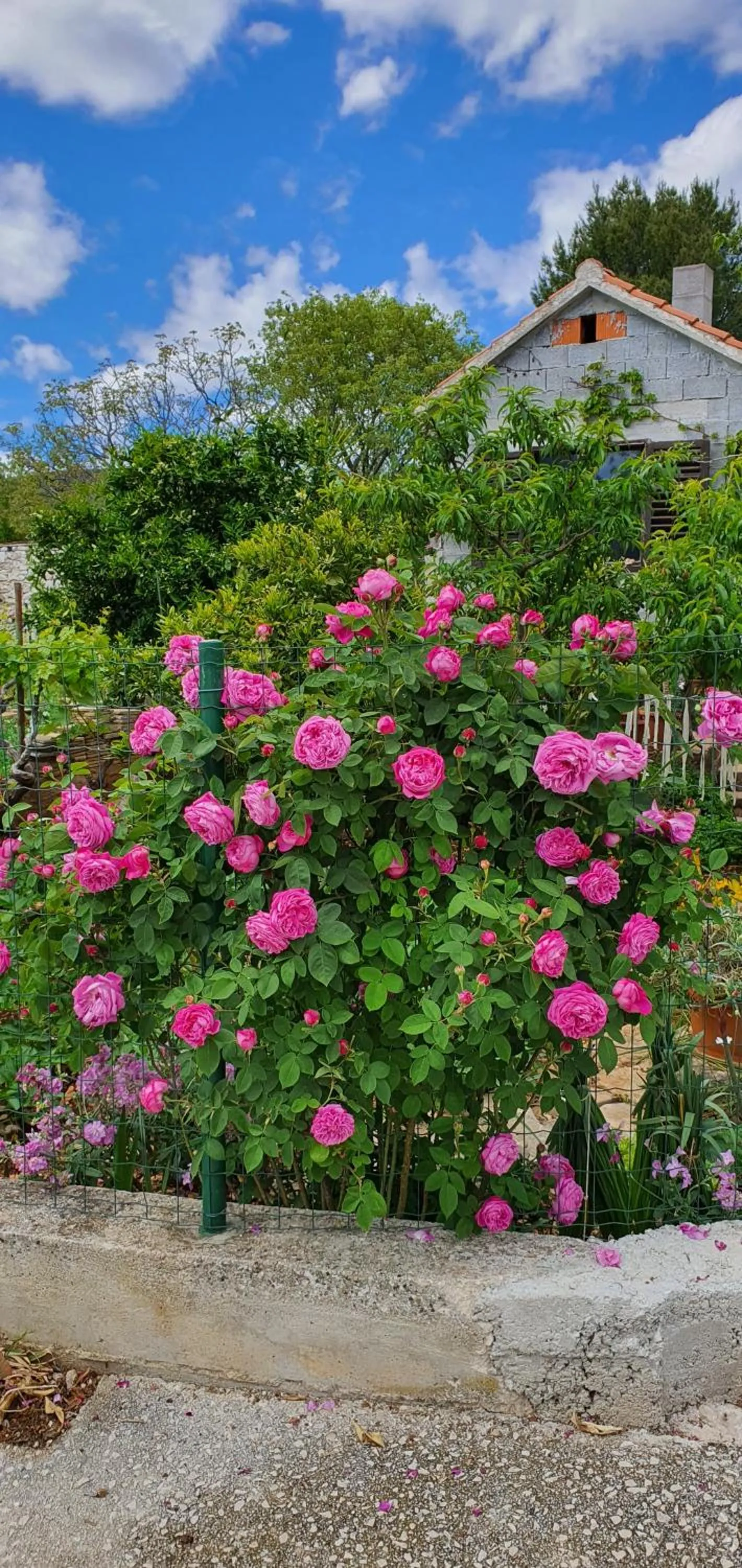 Garden in Apartments Anka