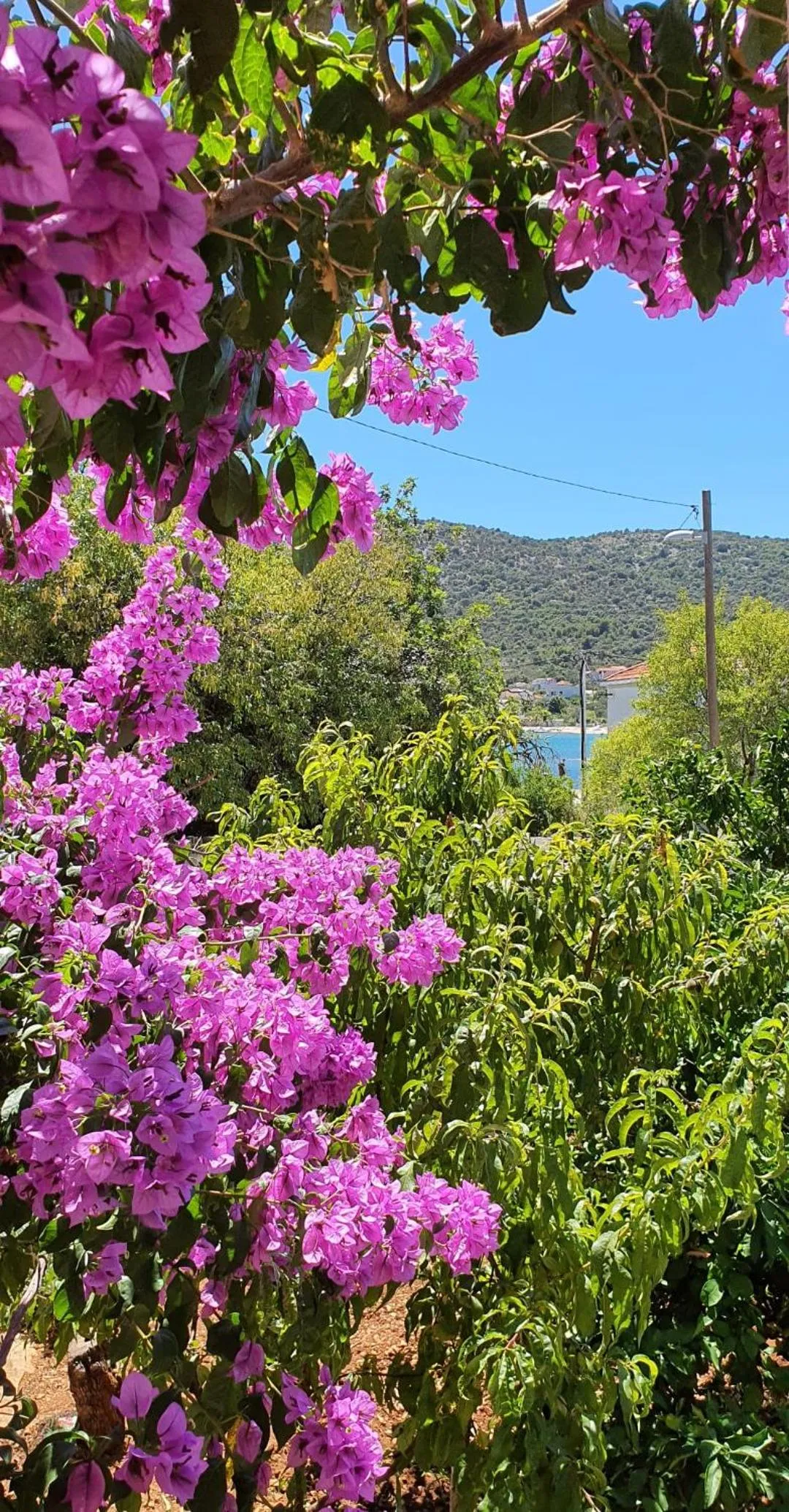 Garden view in Apartments Anka