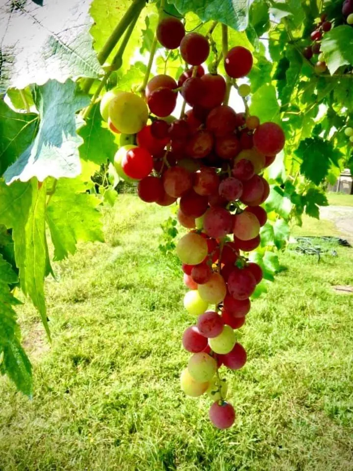 Agriturismo Parco Campofelice