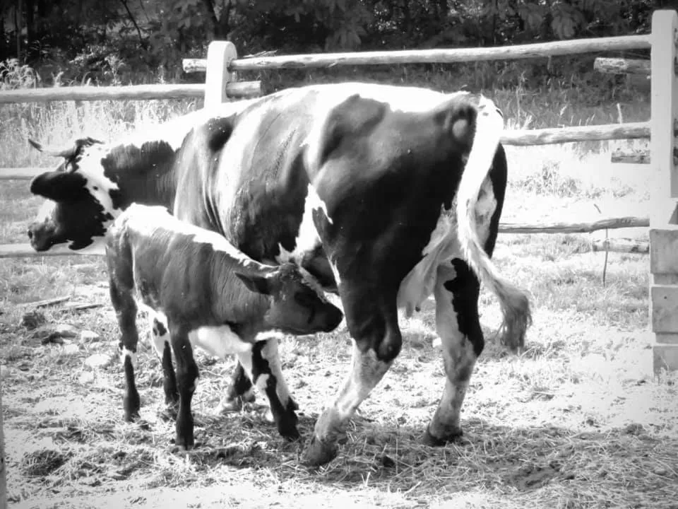 Agriturismo Parco Campofelice