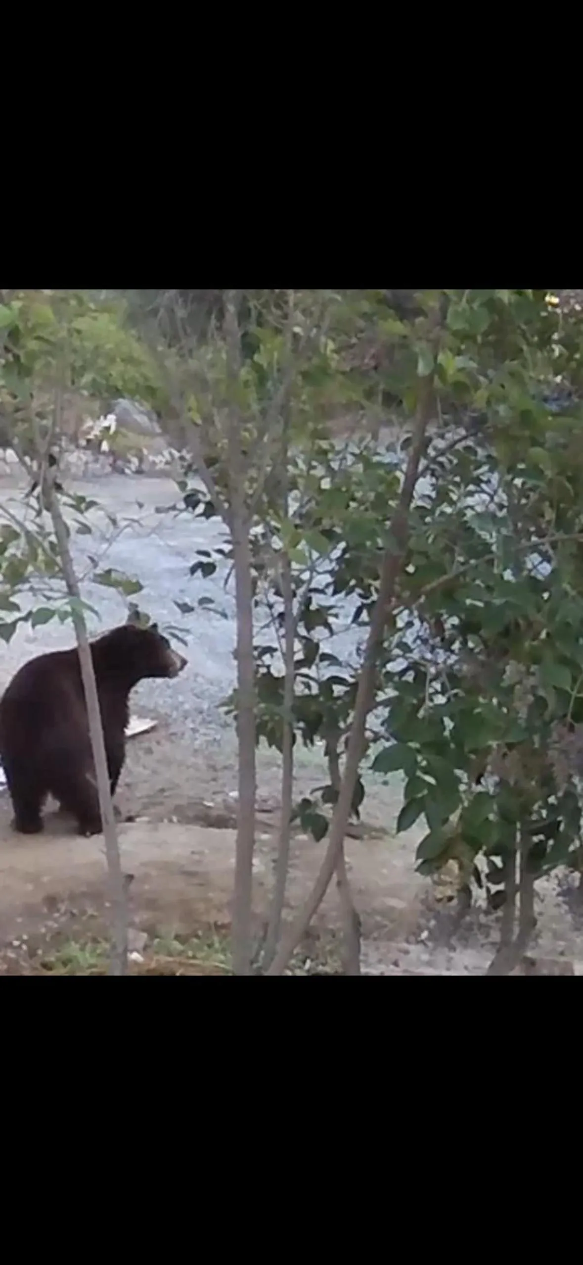 Natural landscape in Sequoia River Front Cabins