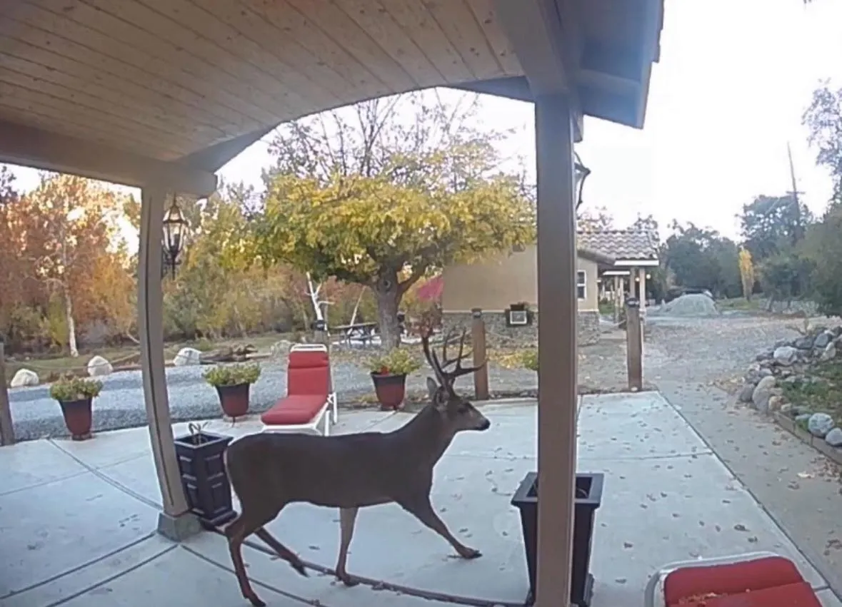 Animals in Sequoia River Front Cabins