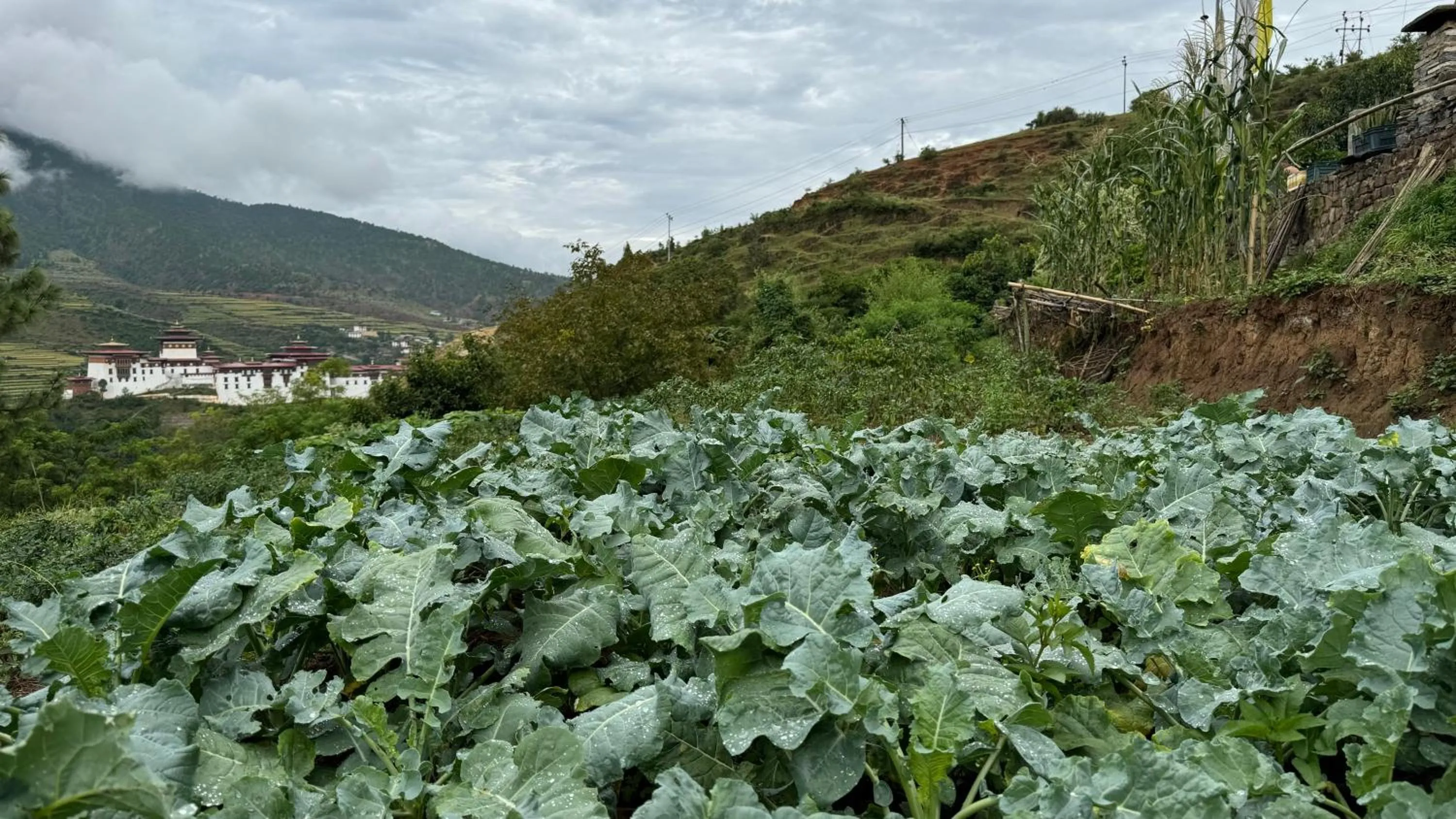 Food close-up in Wangdue Ecolodge