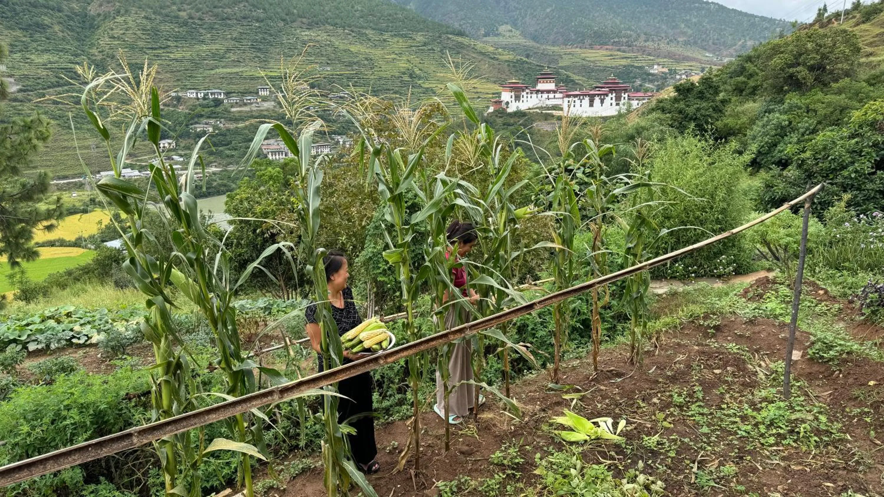 Garden in Wangdue Ecolodge