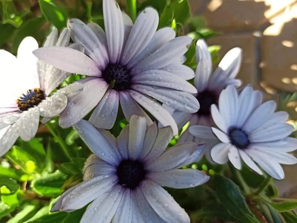Garden in Anatoli Hotel