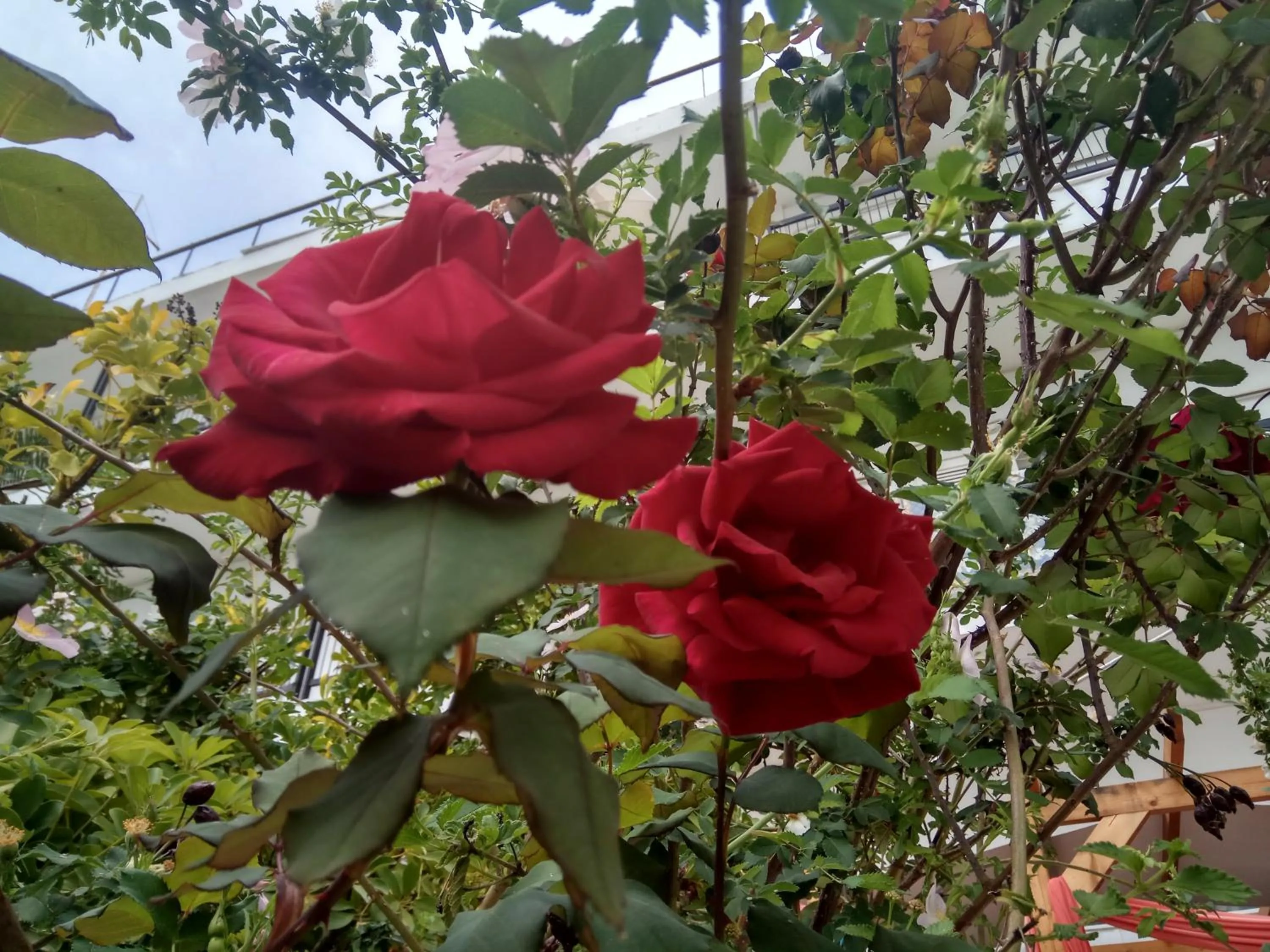Garden in Anatoli Hotel