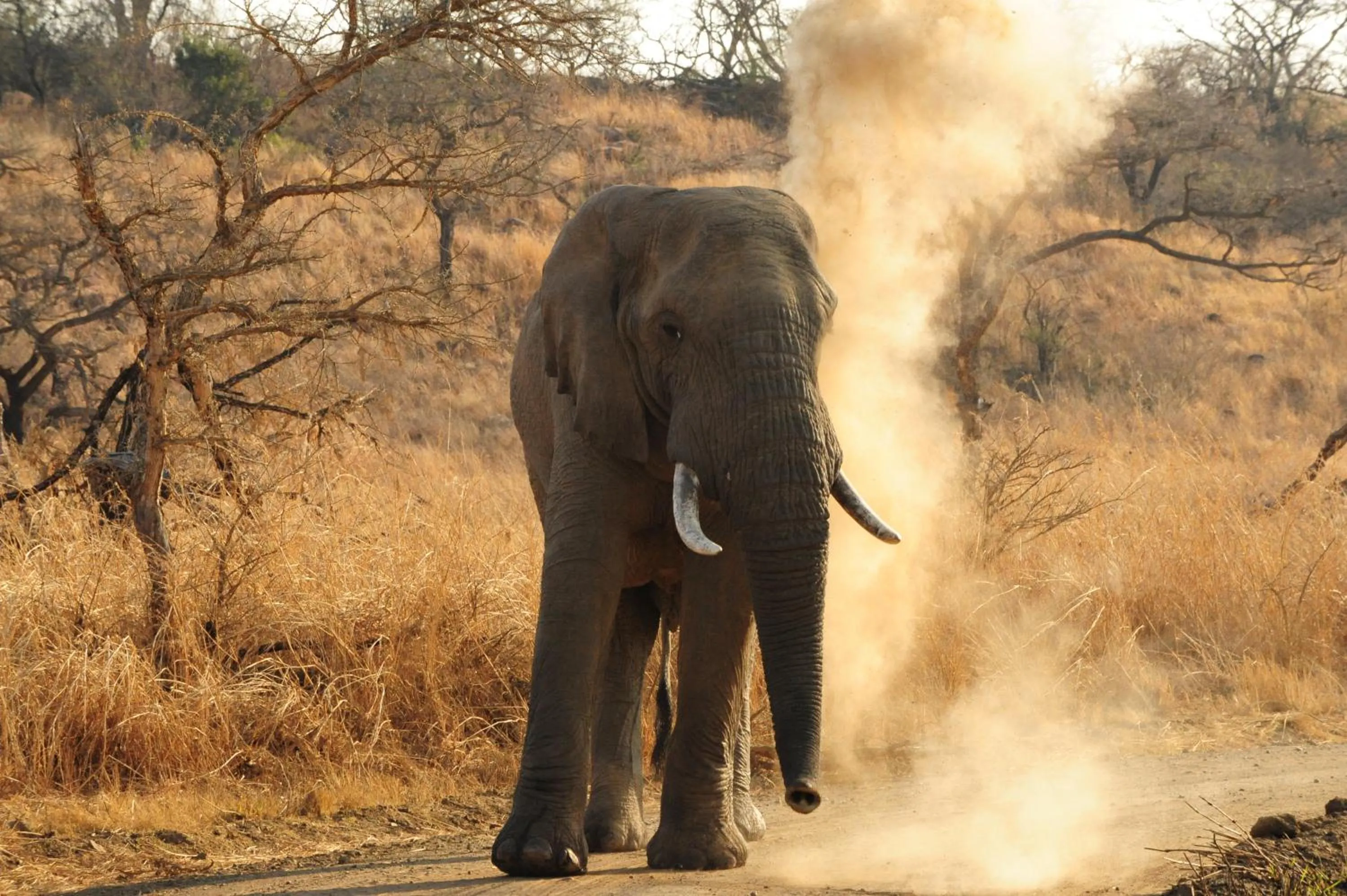 Other in Esiweni Luxury Safari Lodge