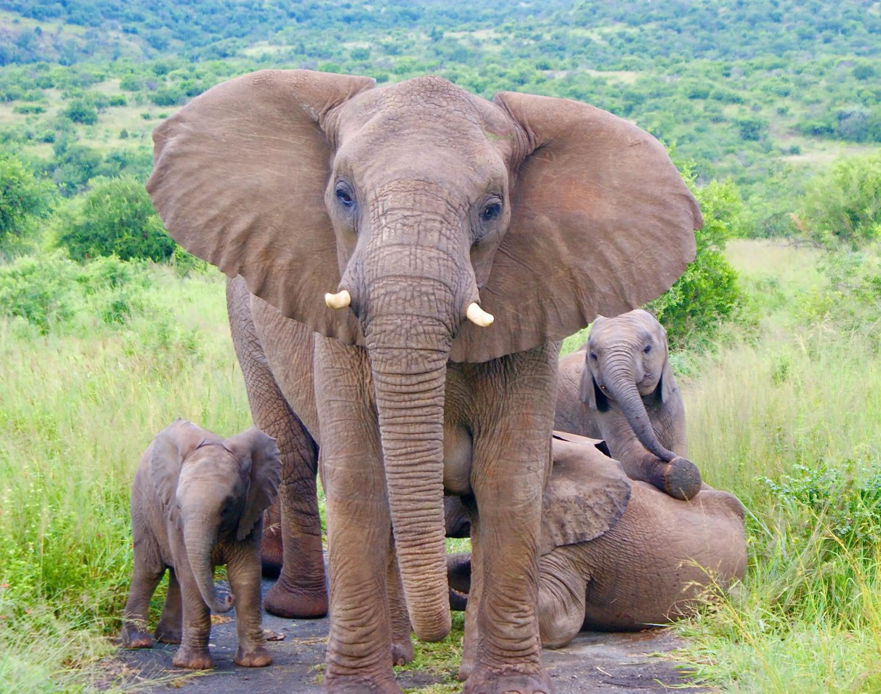 Day in Esiweni Luxury Safari Lodge