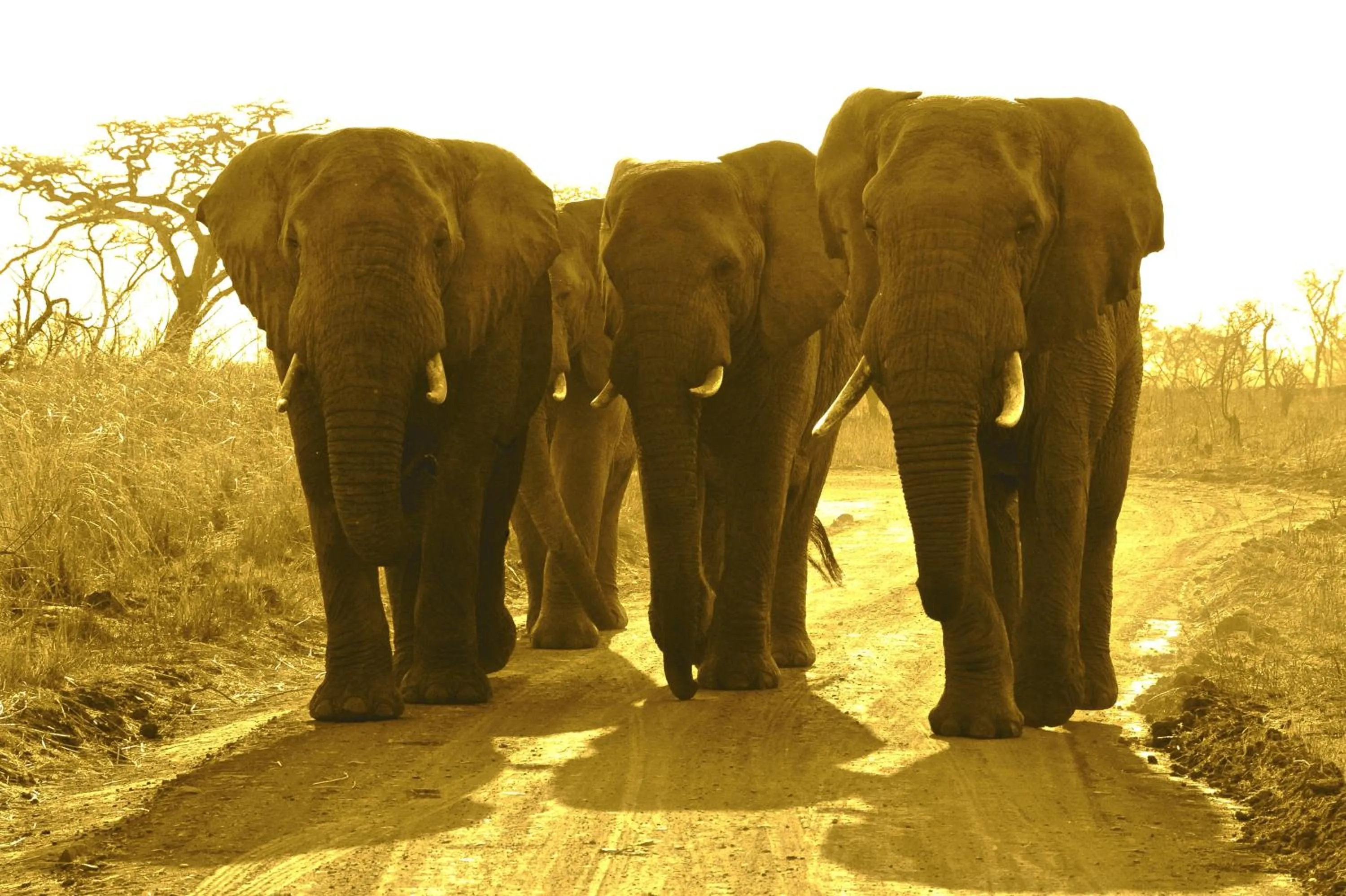 Other in Esiweni Luxury Safari Lodge