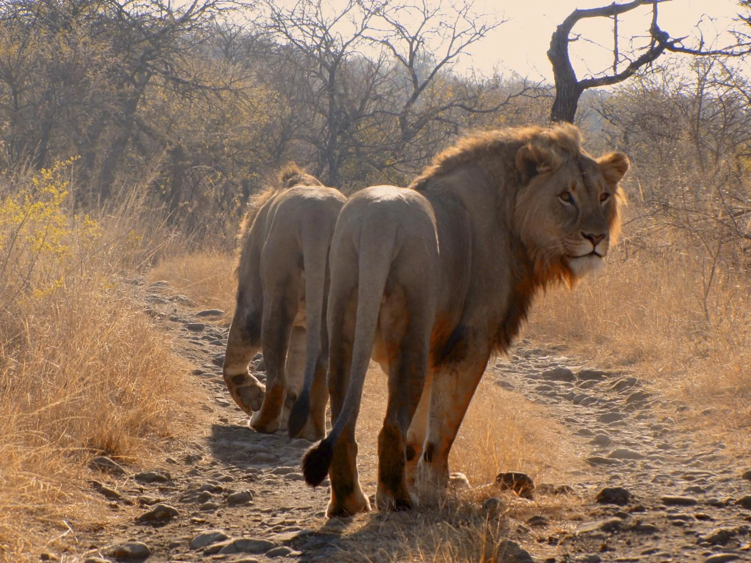 Other in Esiweni Luxury Safari Lodge