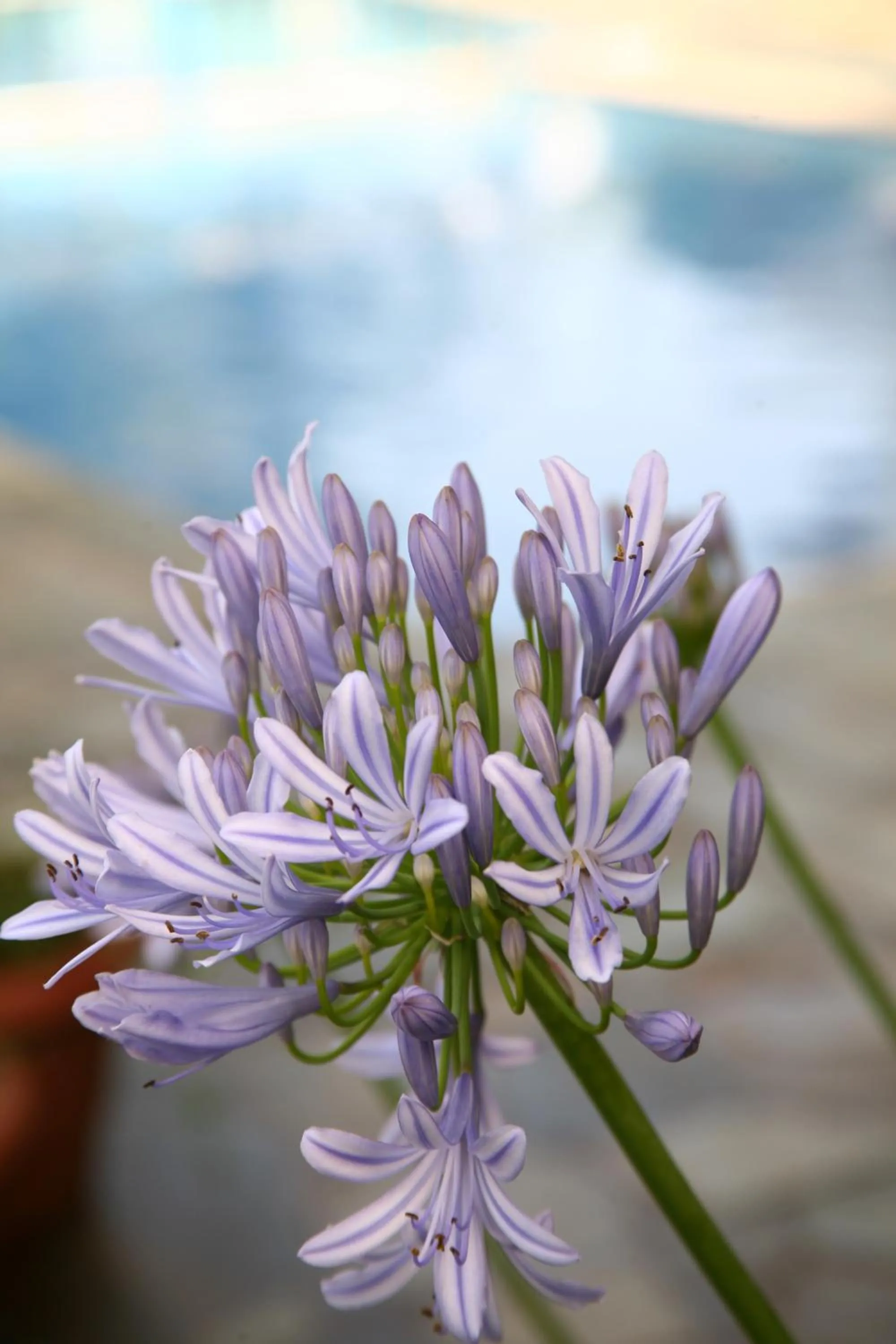 Decorative detail in Proimos Maisonnettes