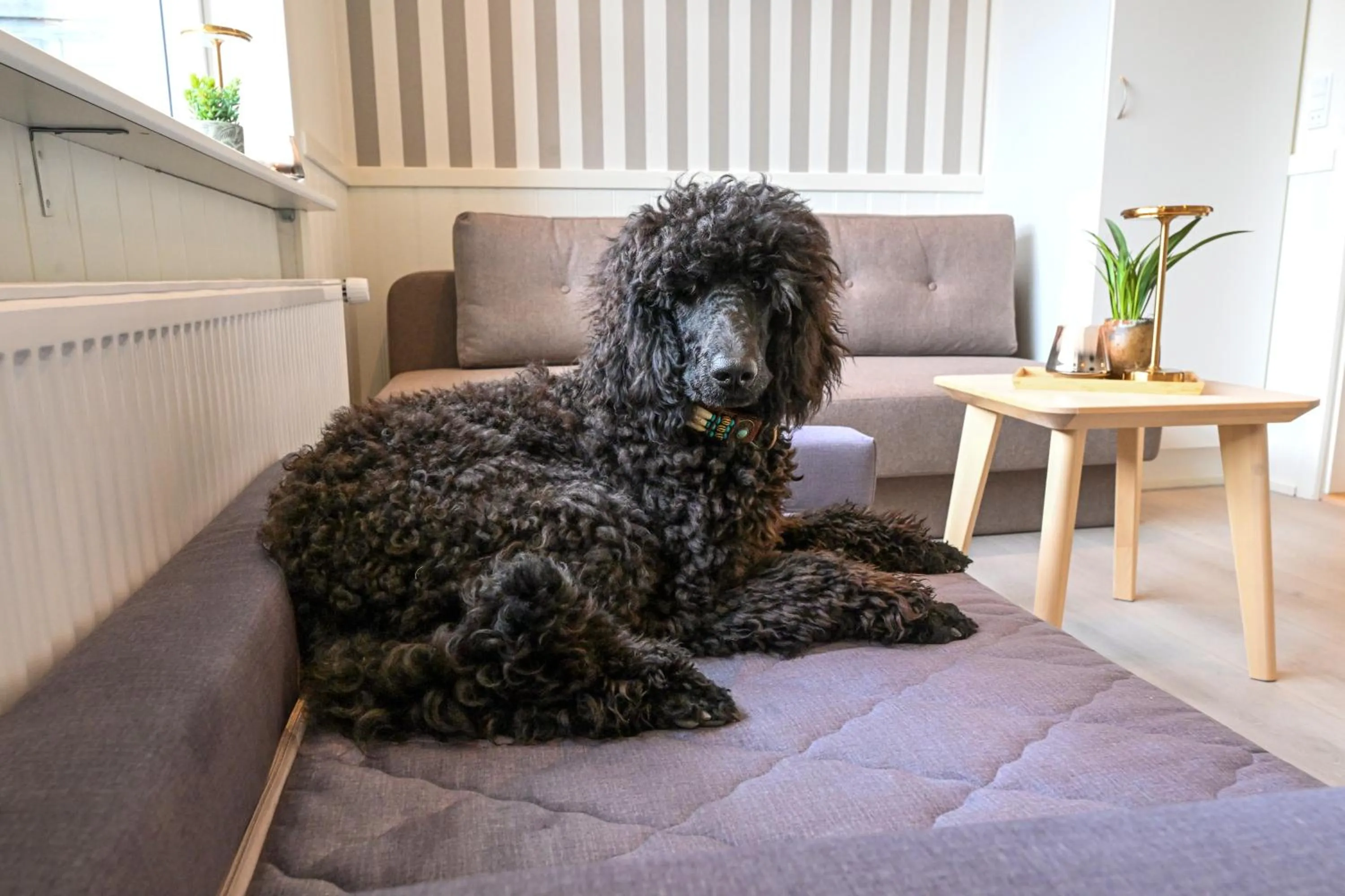 pet friendly in Rold Gl Kro