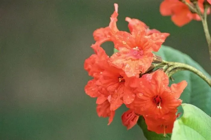 Almond Tree Hotel Resort