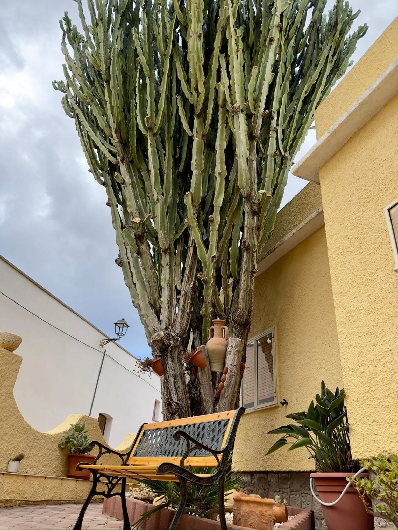 Casa Euphorbia