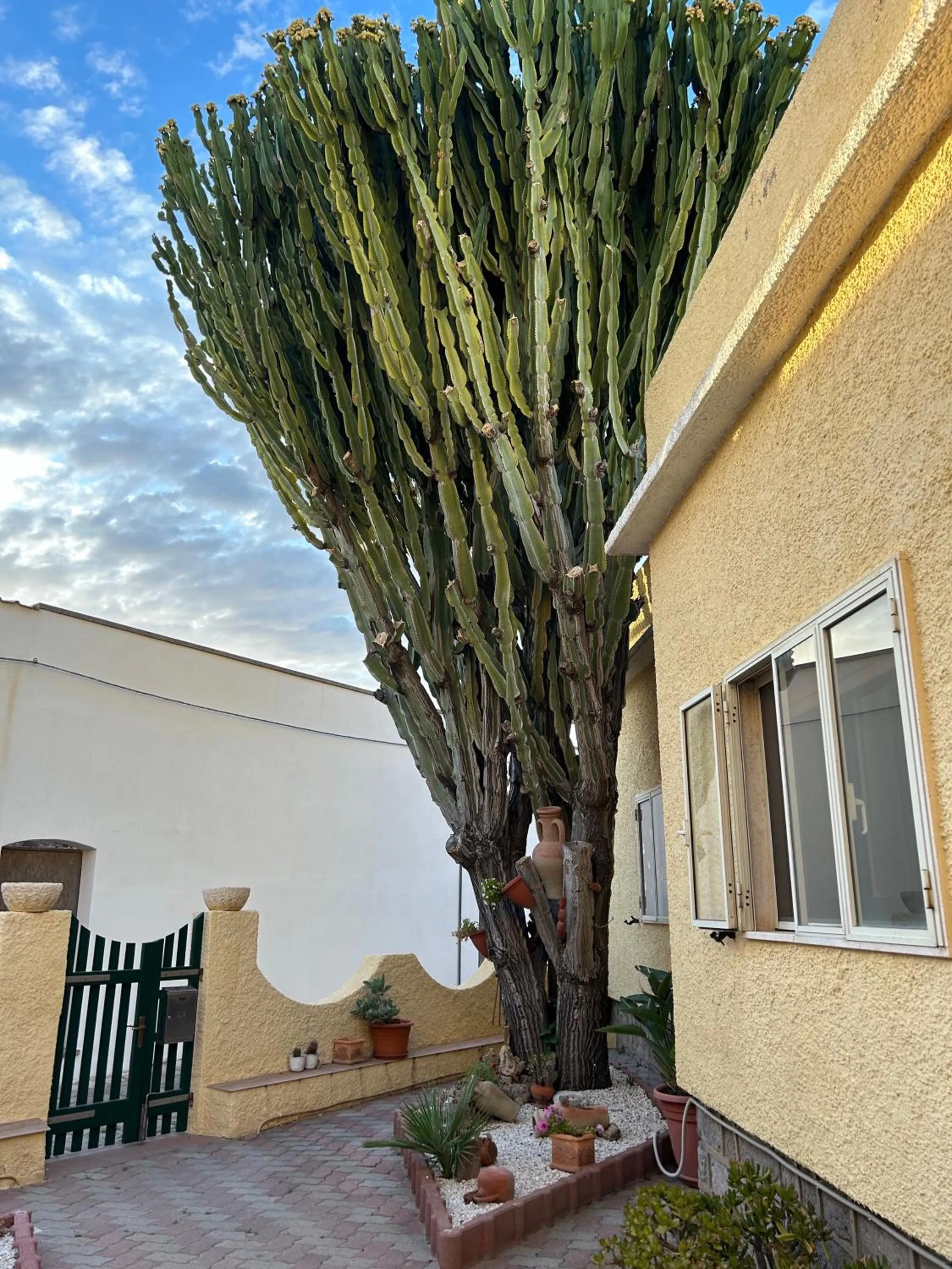 Casa Euphorbia