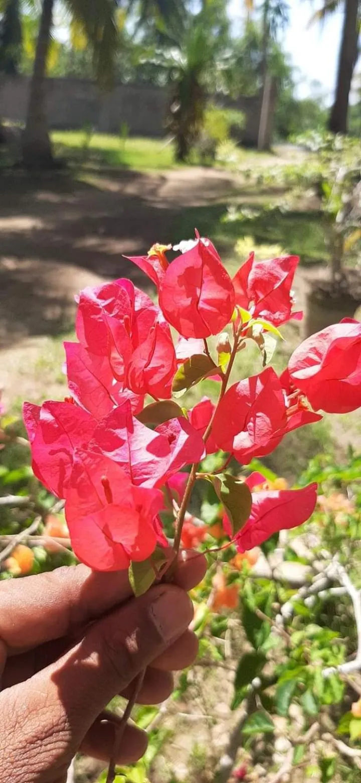 Garden in Lagoonvilla hotel