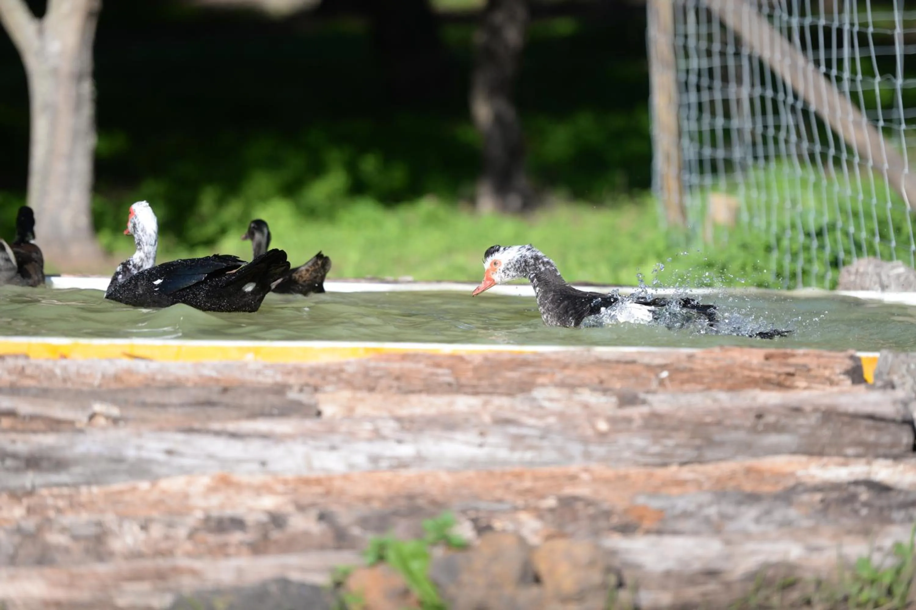 Pets in Quinta Pedagógica da Samoqueirinha - Duna Parque Resorts & Hotels