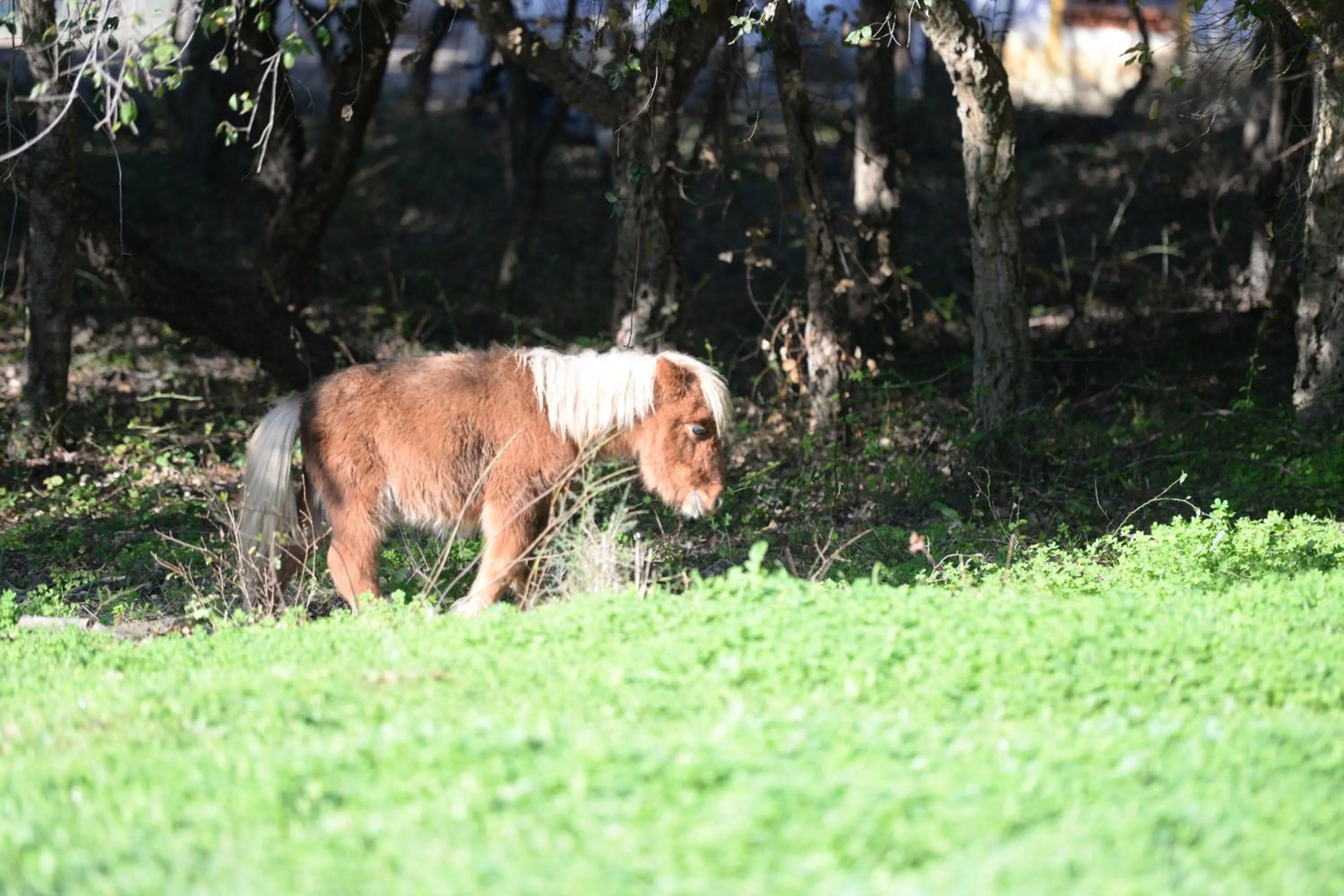 Pets in Quinta Pedagógica da Samoqueirinha - Duna Parque Resorts & Hotels