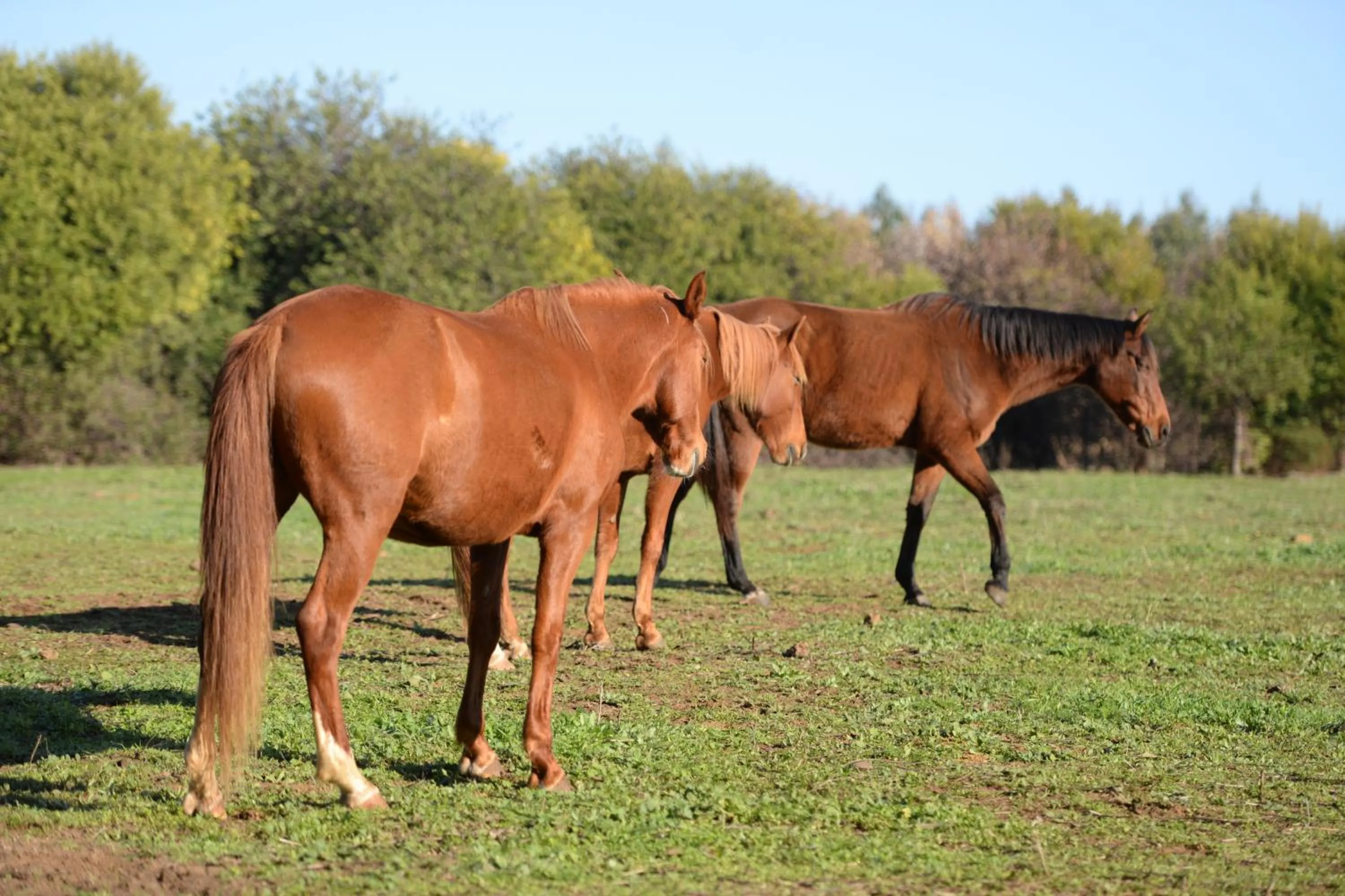 Pets in Quinta Pedagógica da Samoqueirinha - Duna Parque Resorts & Hotels