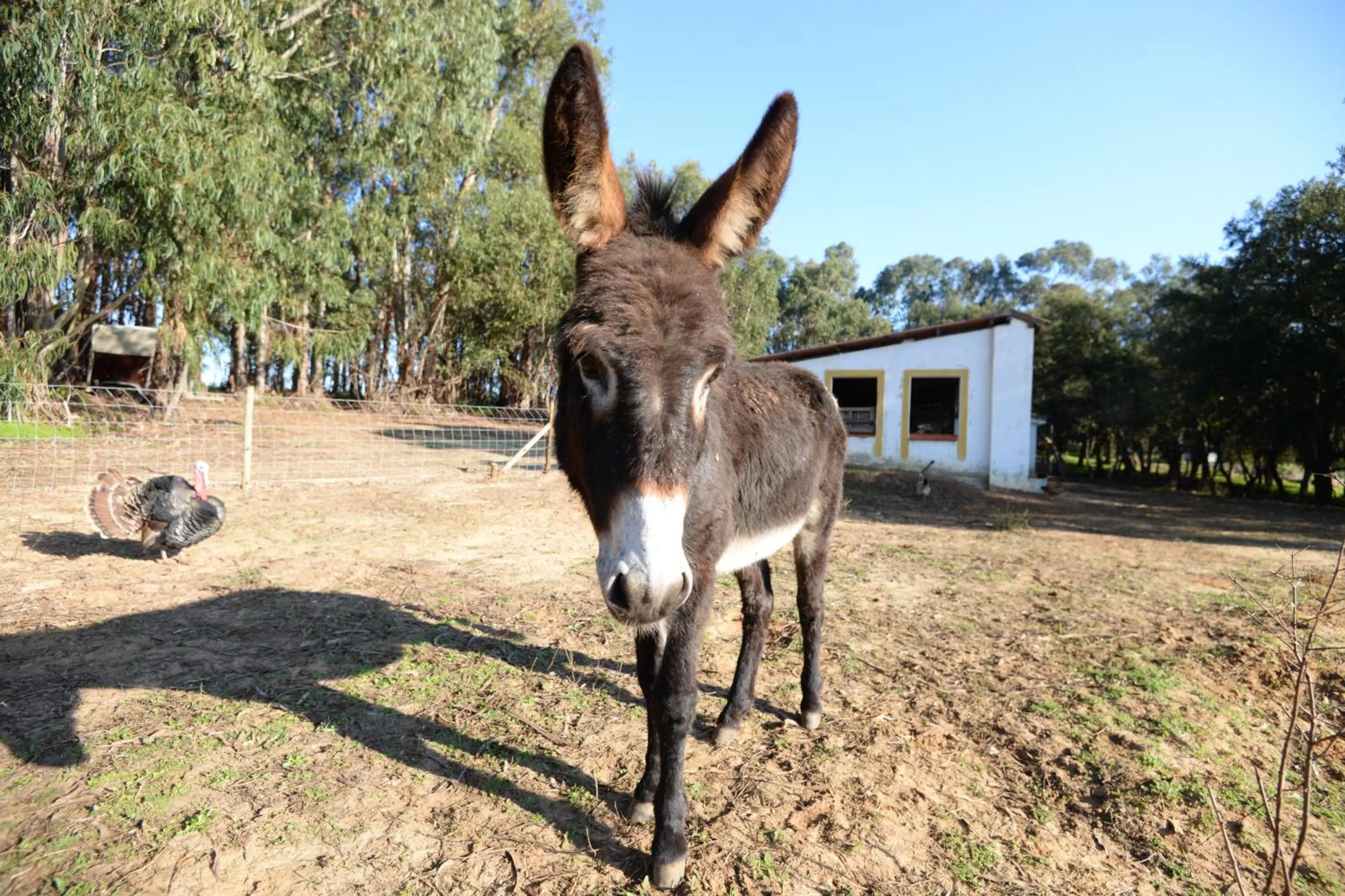 Pets in Quinta Pedagógica da Samoqueirinha - Duna Parque Resorts & Hotels