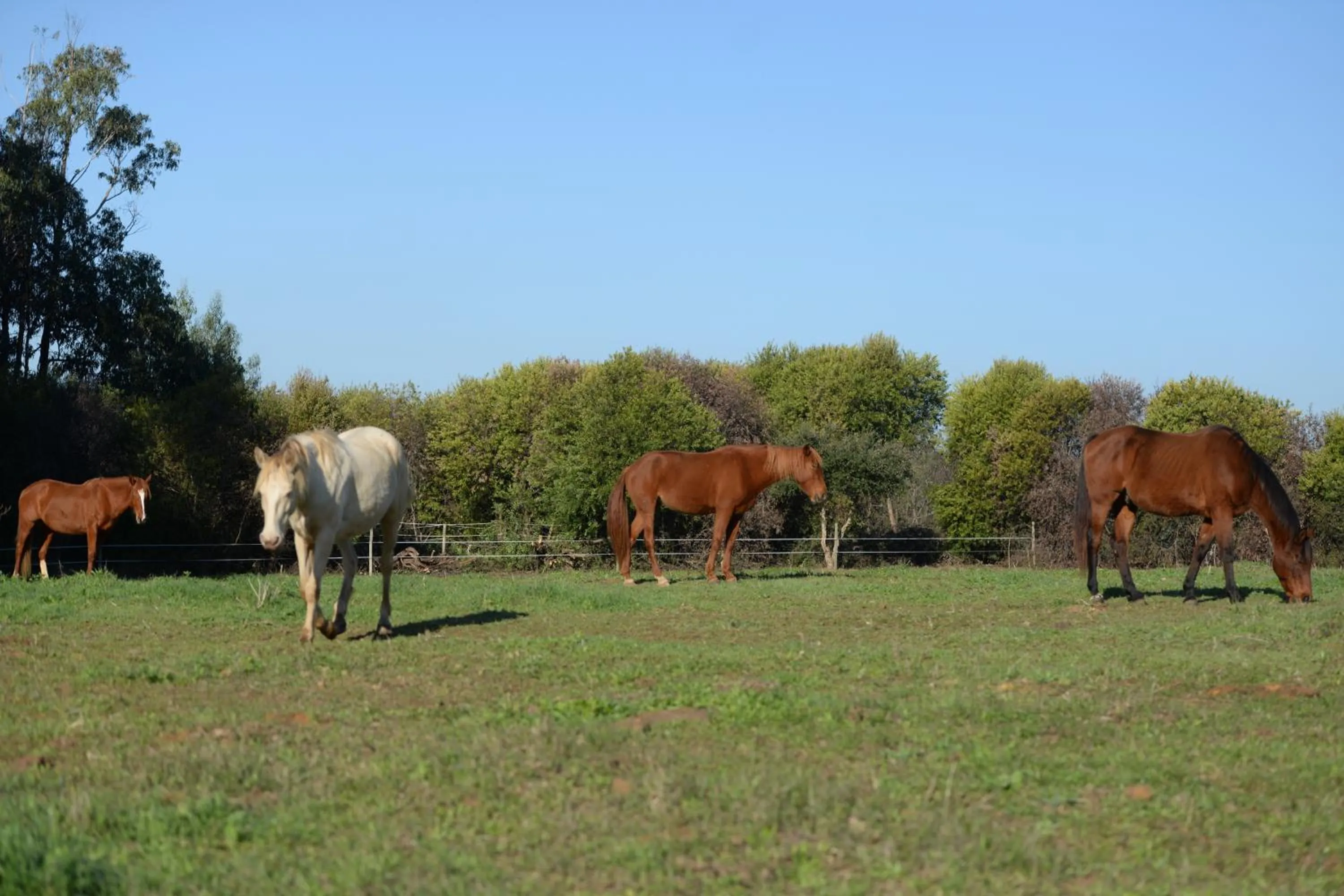 Pets in Quinta Pedagógica da Samoqueirinha - Duna Parque Resorts & Hotels