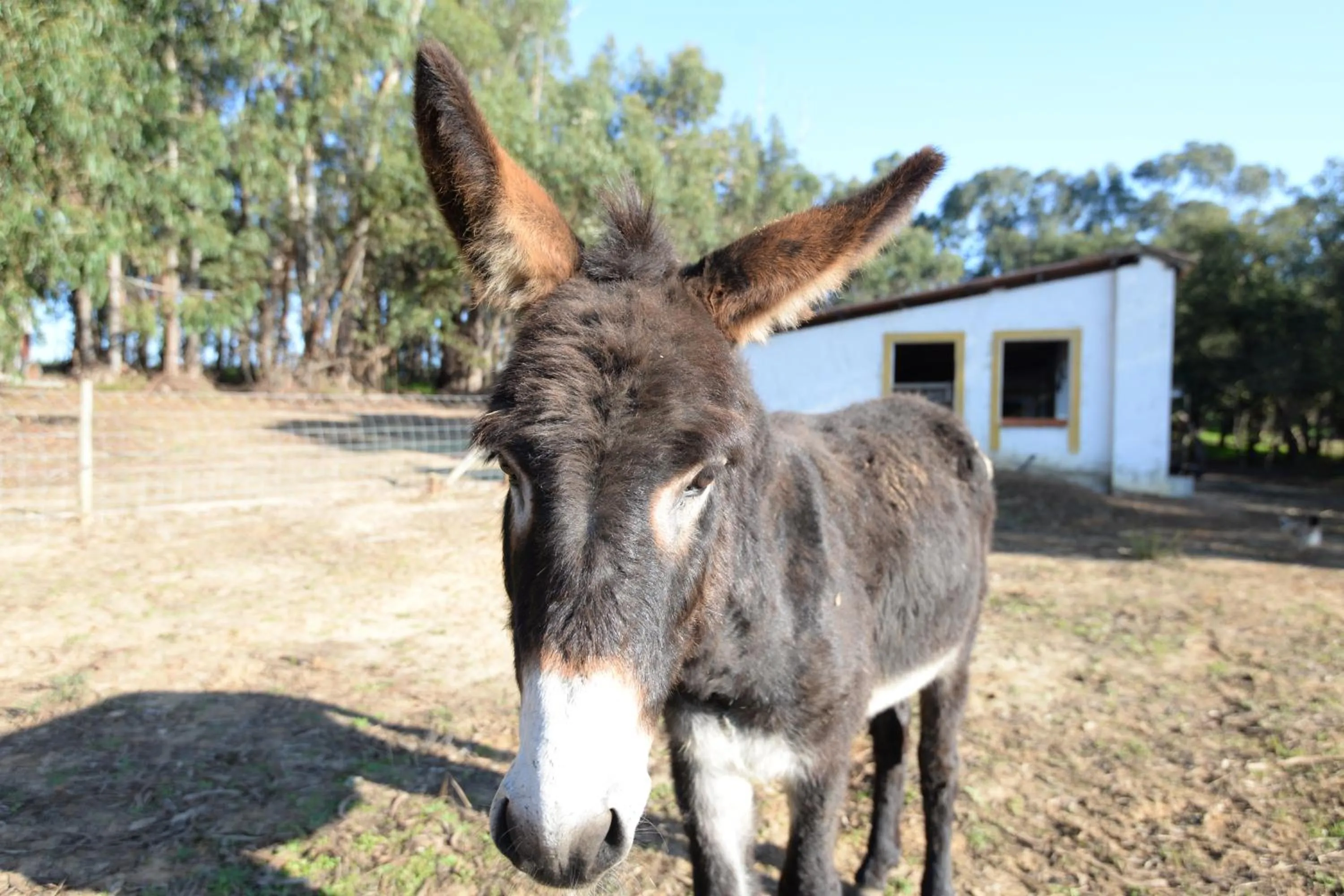 Pets in Quinta Pedagógica da Samoqueirinha - Duna Parque Resorts & Hotels