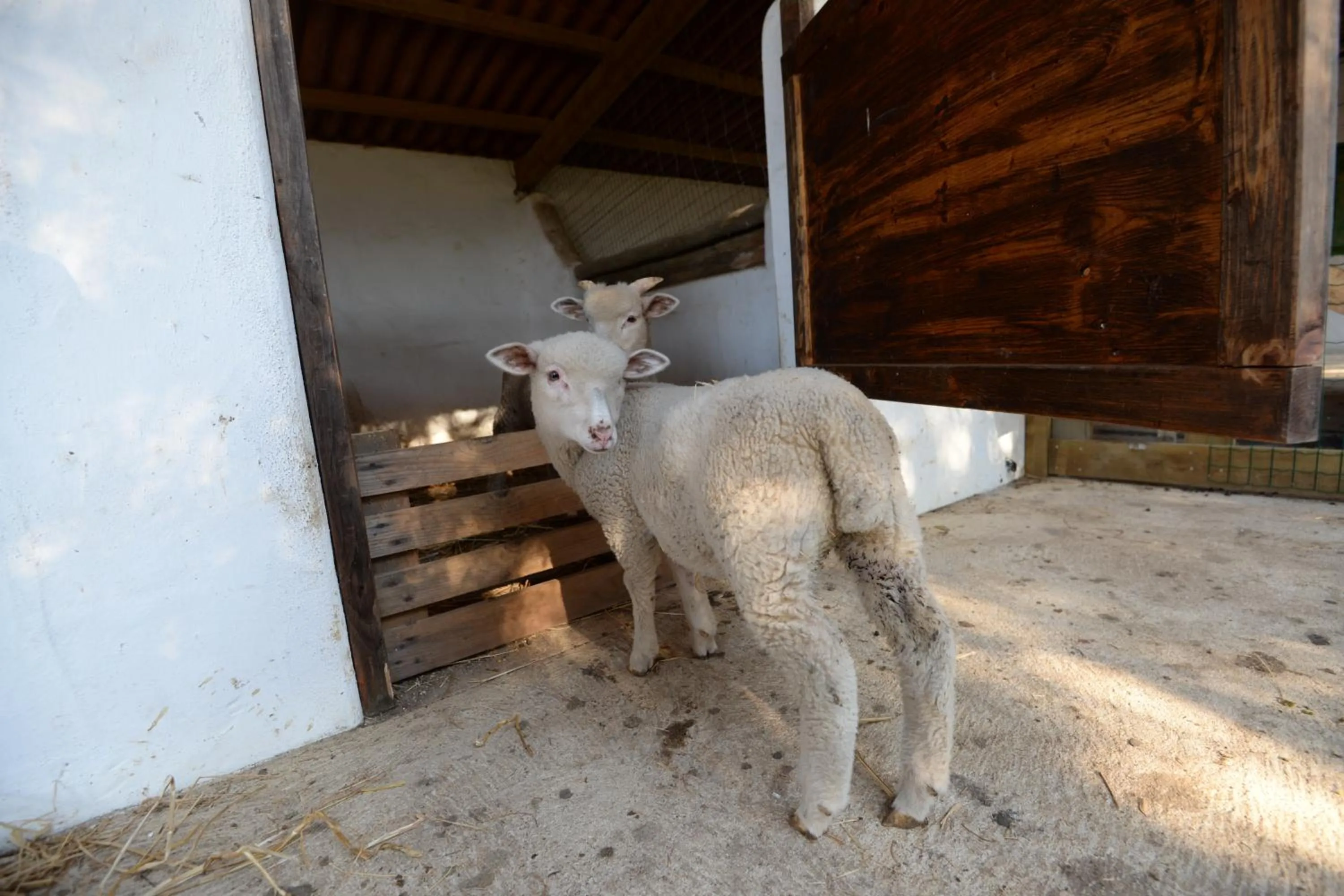 Pets in Quinta Pedagógica da Samoqueirinha - Duna Parque Resorts & Hotels