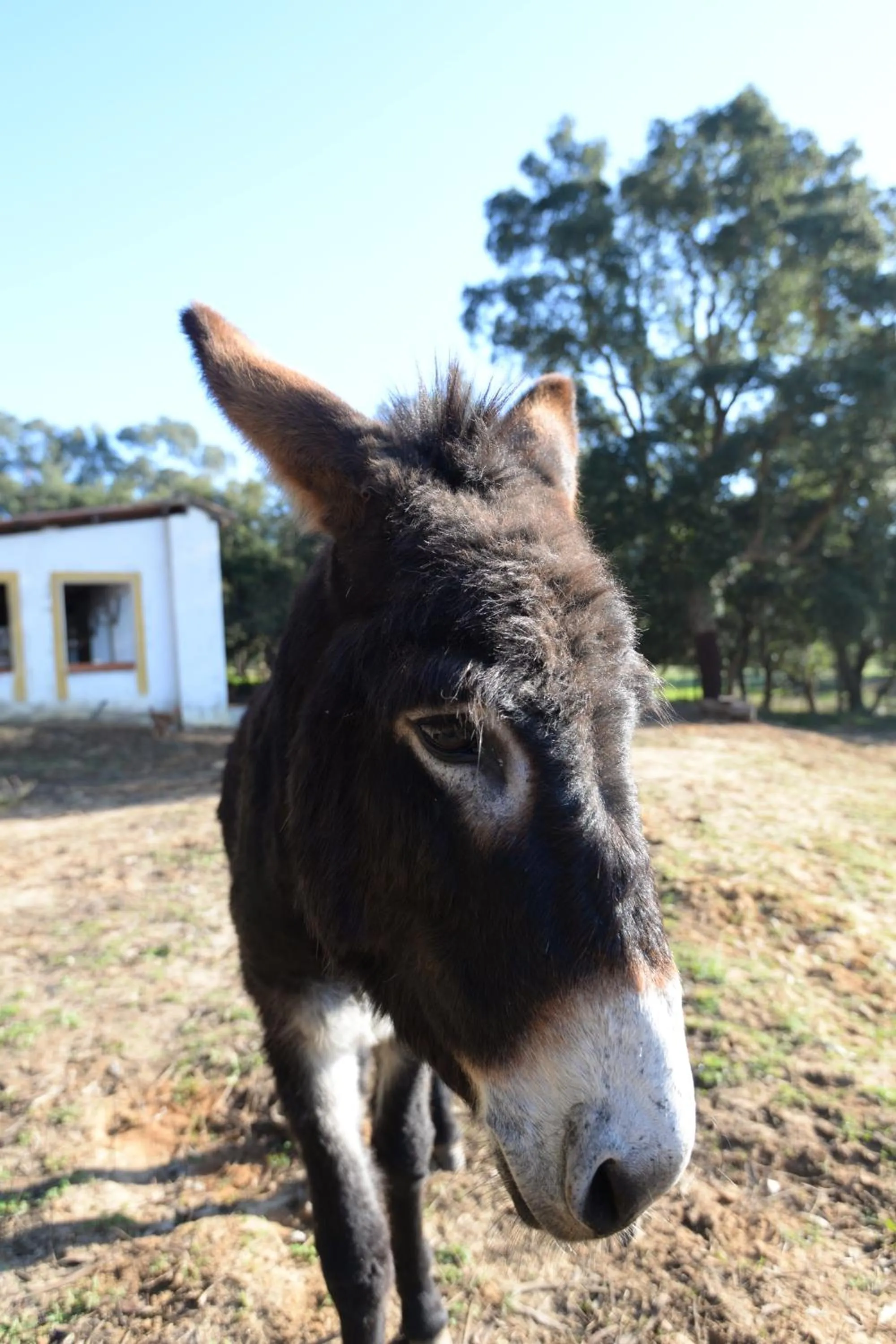 Pets in Quinta Pedagógica da Samoqueirinha - Duna Parque Resorts & Hotels