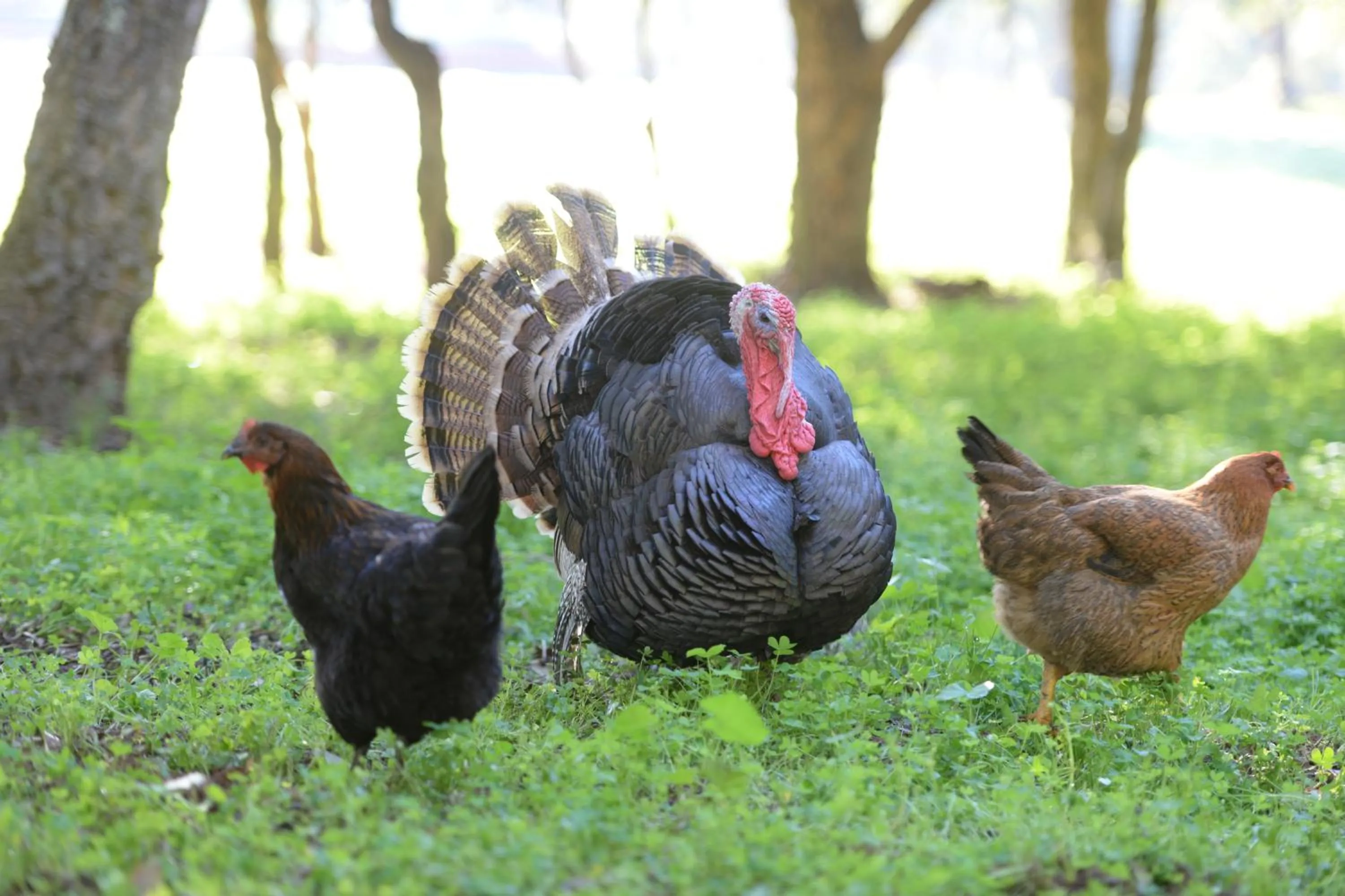 Pets in Quinta Pedagógica da Samoqueirinha - Duna Parque Resorts & Hotels