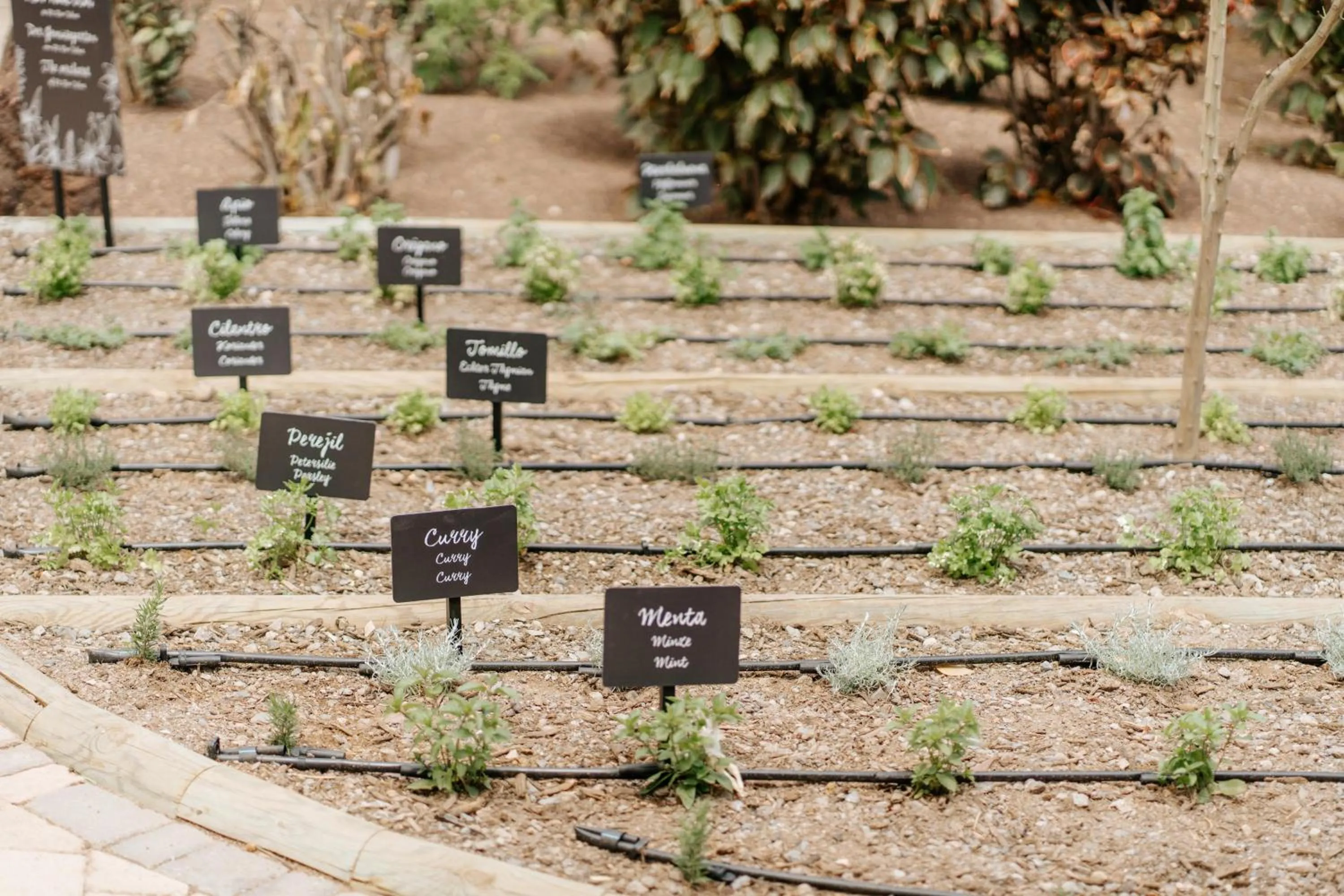 Garden in R2 Rio Calma