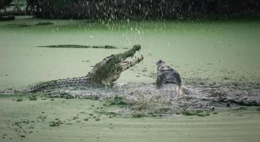 Raz Hotel and Convention