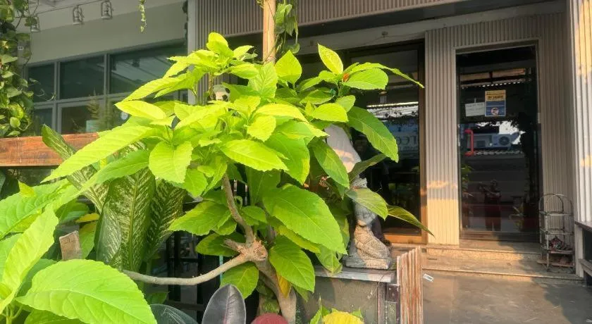 Chiang Mai Panda Hostel