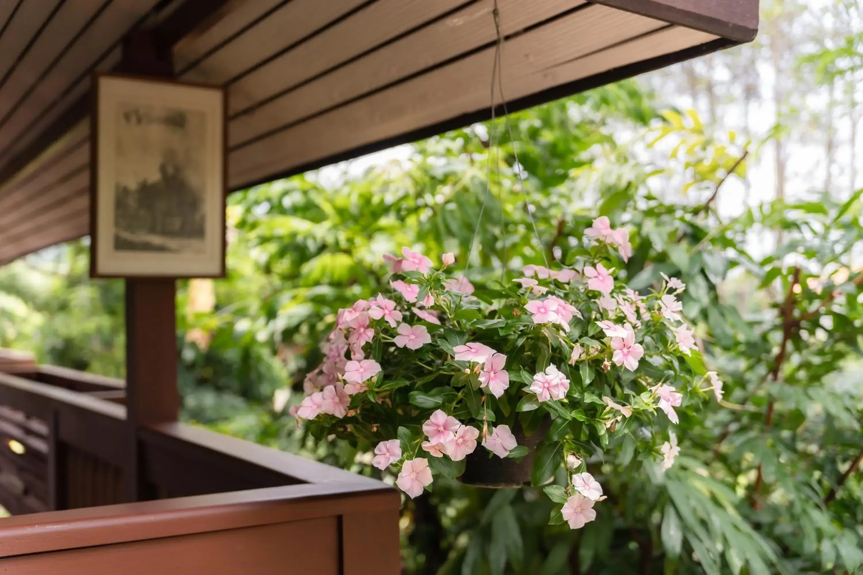Garden view in Guru Resort Chiang Mai Garden view in Guru Resort Chiang Mai