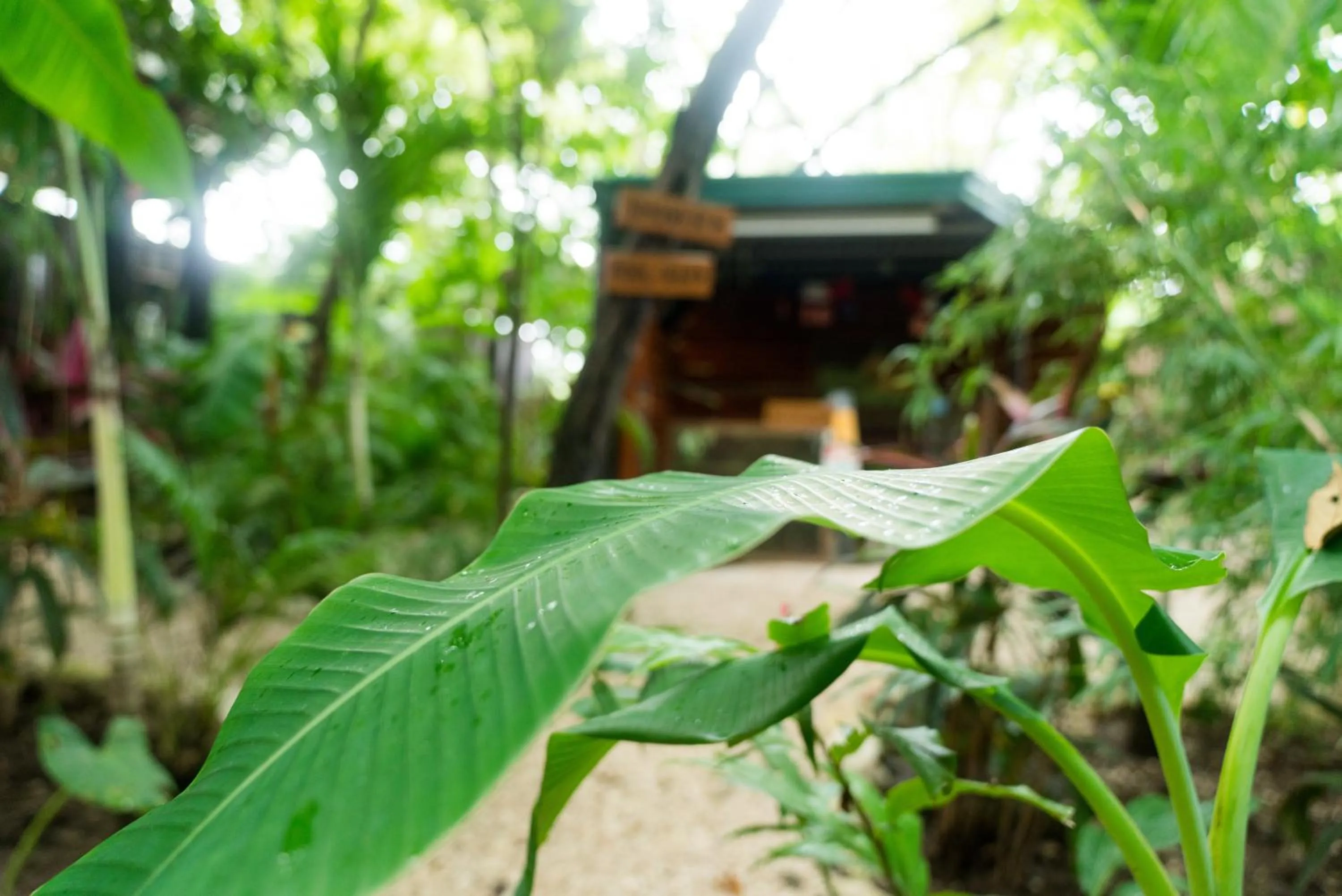 Garden in Green Sanctuary Hotel