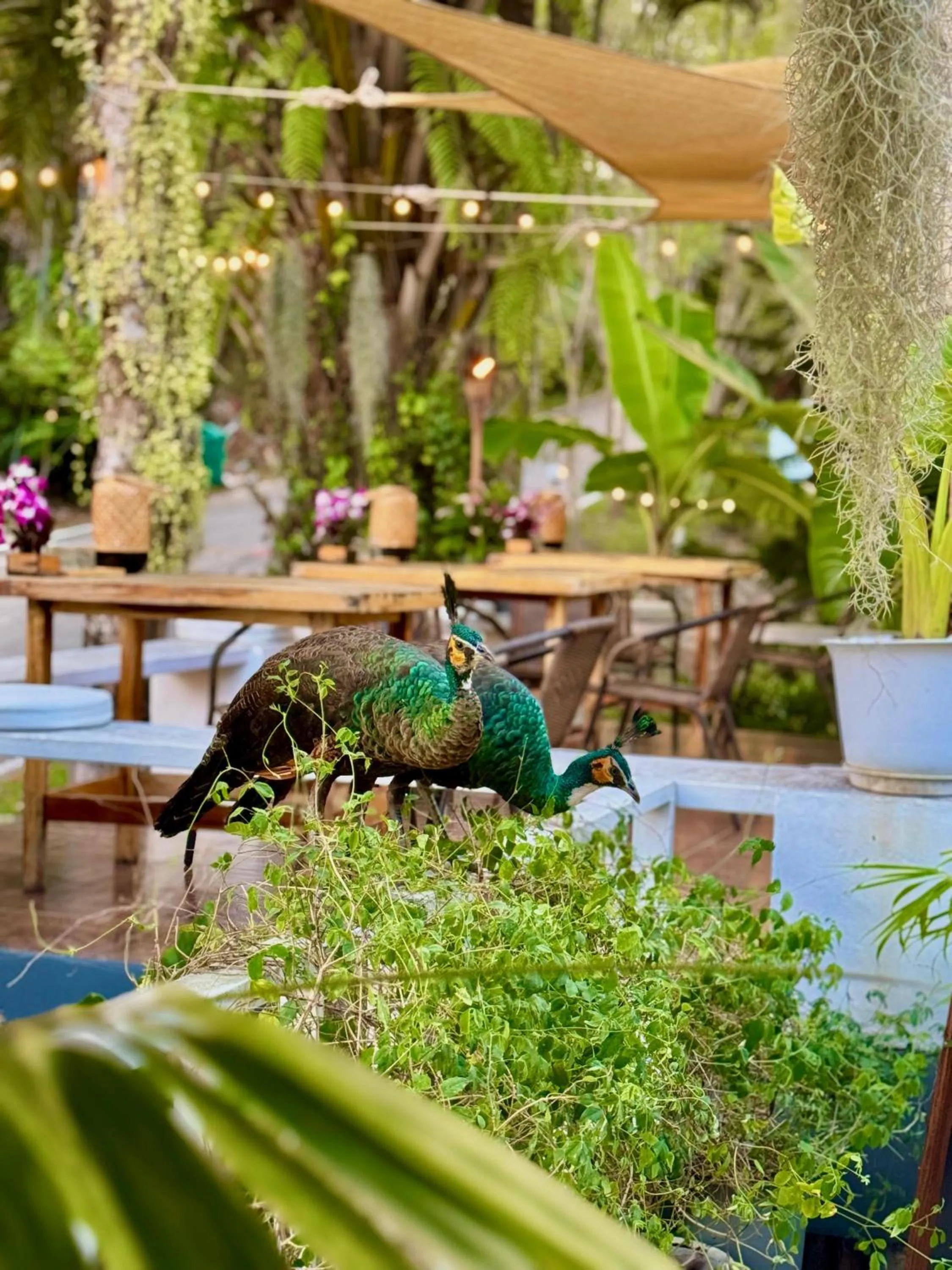 Restaurant/places to eat in Koh Kood Garden House