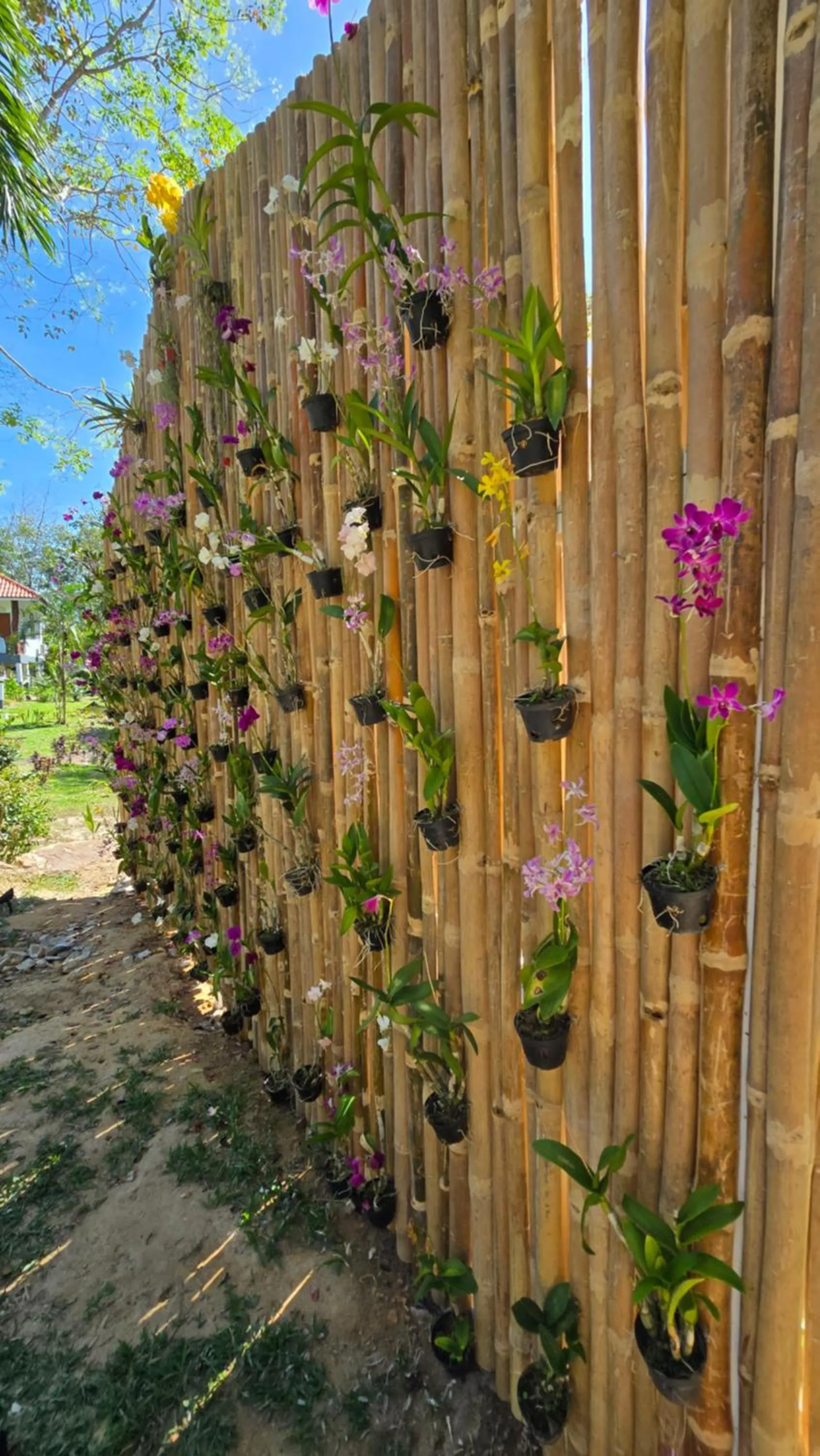 Garden in Koh Kood Garden House