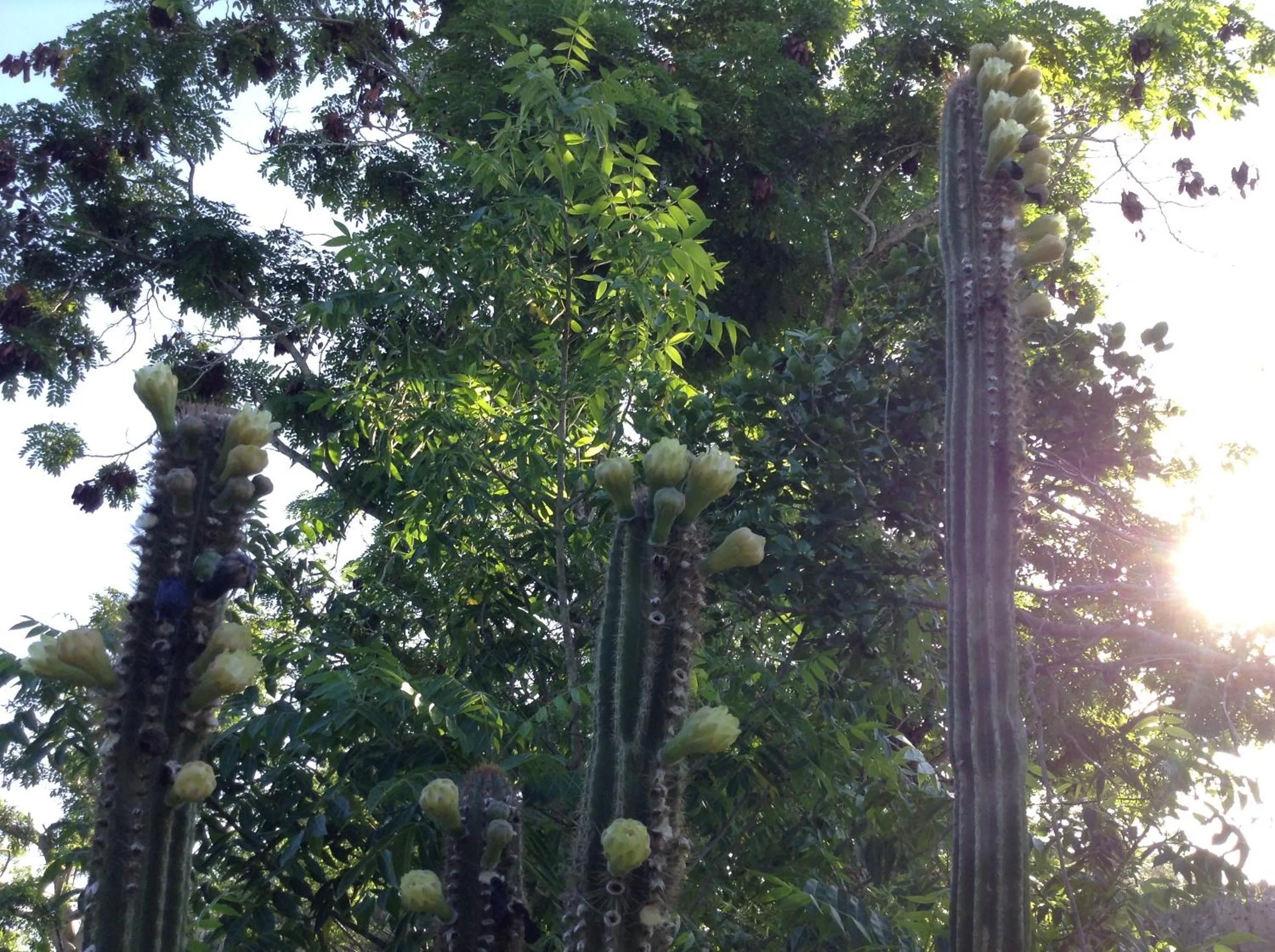 Property building in Welcoming vibes