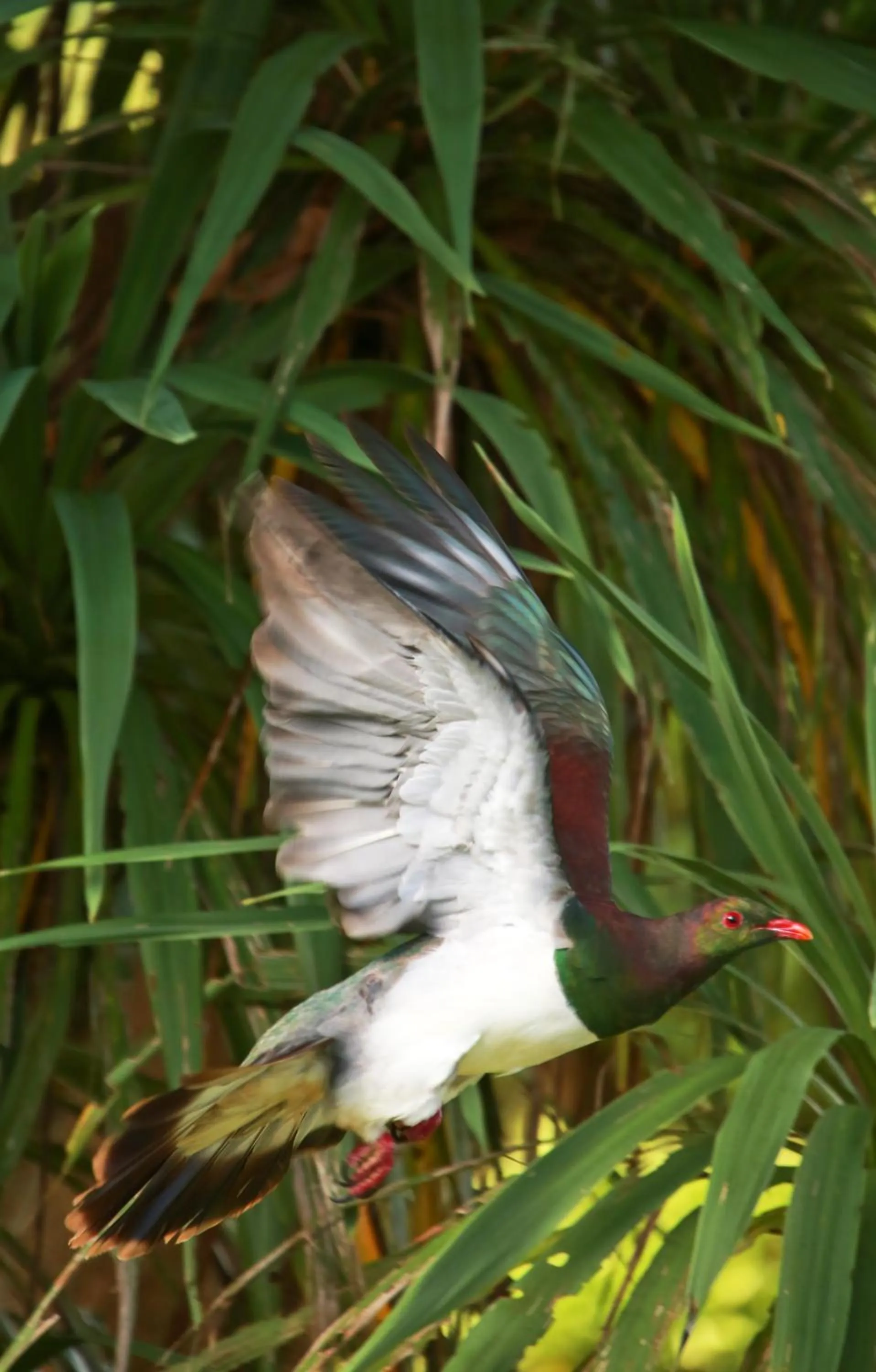 Animals in Villa Russell
