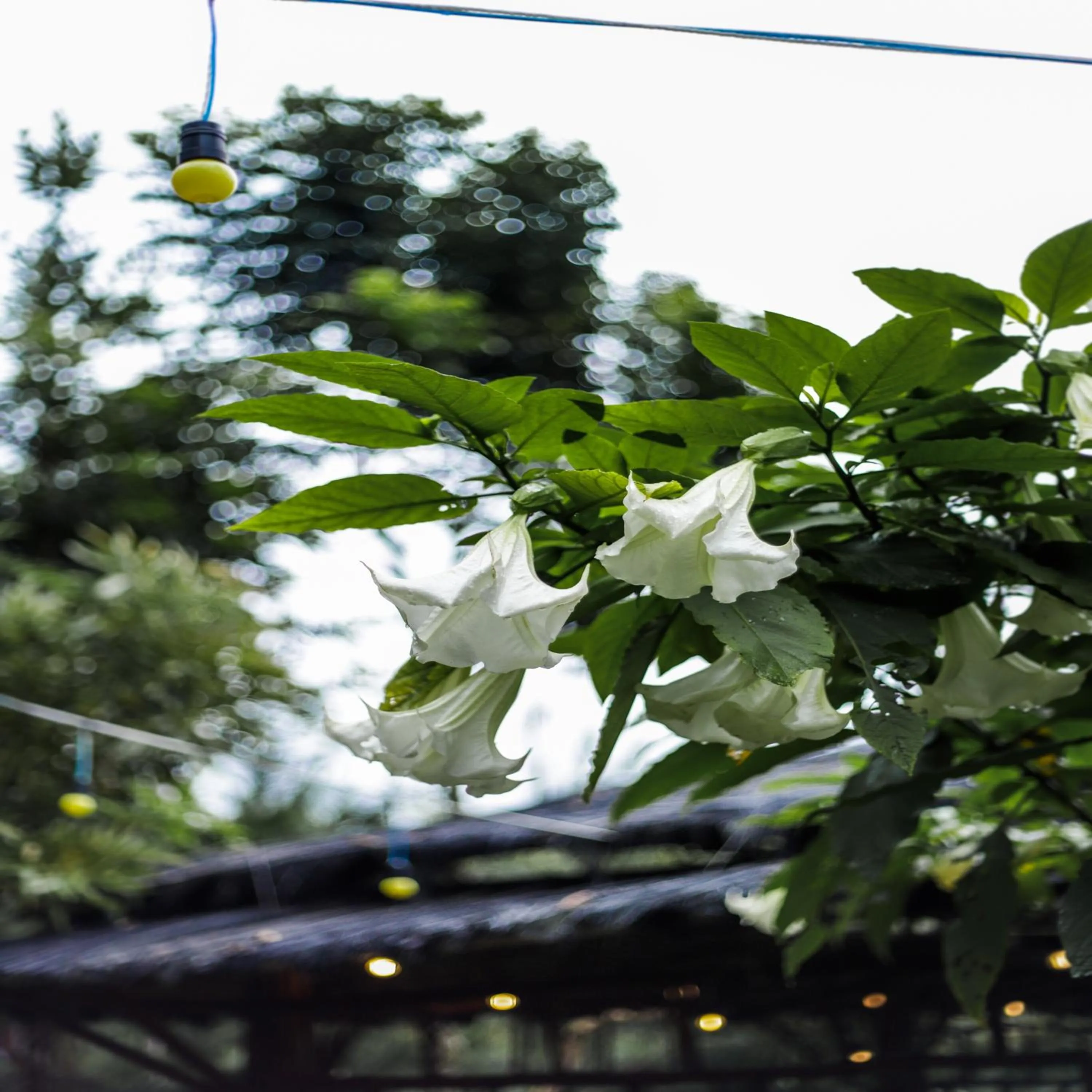 Garden view in Green Panorama Resort by MHM