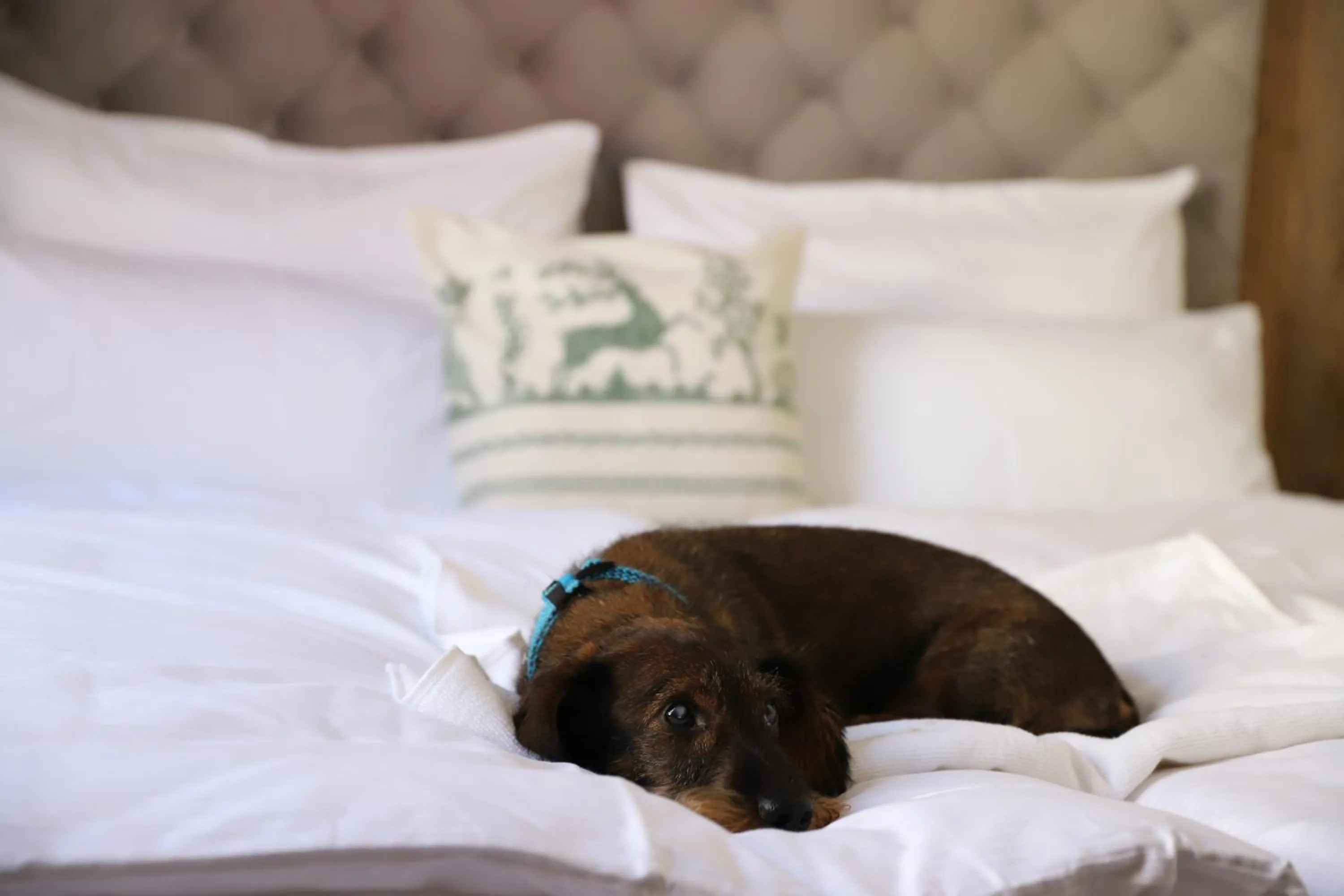 Pets, Bed in Brauhotel Weitra