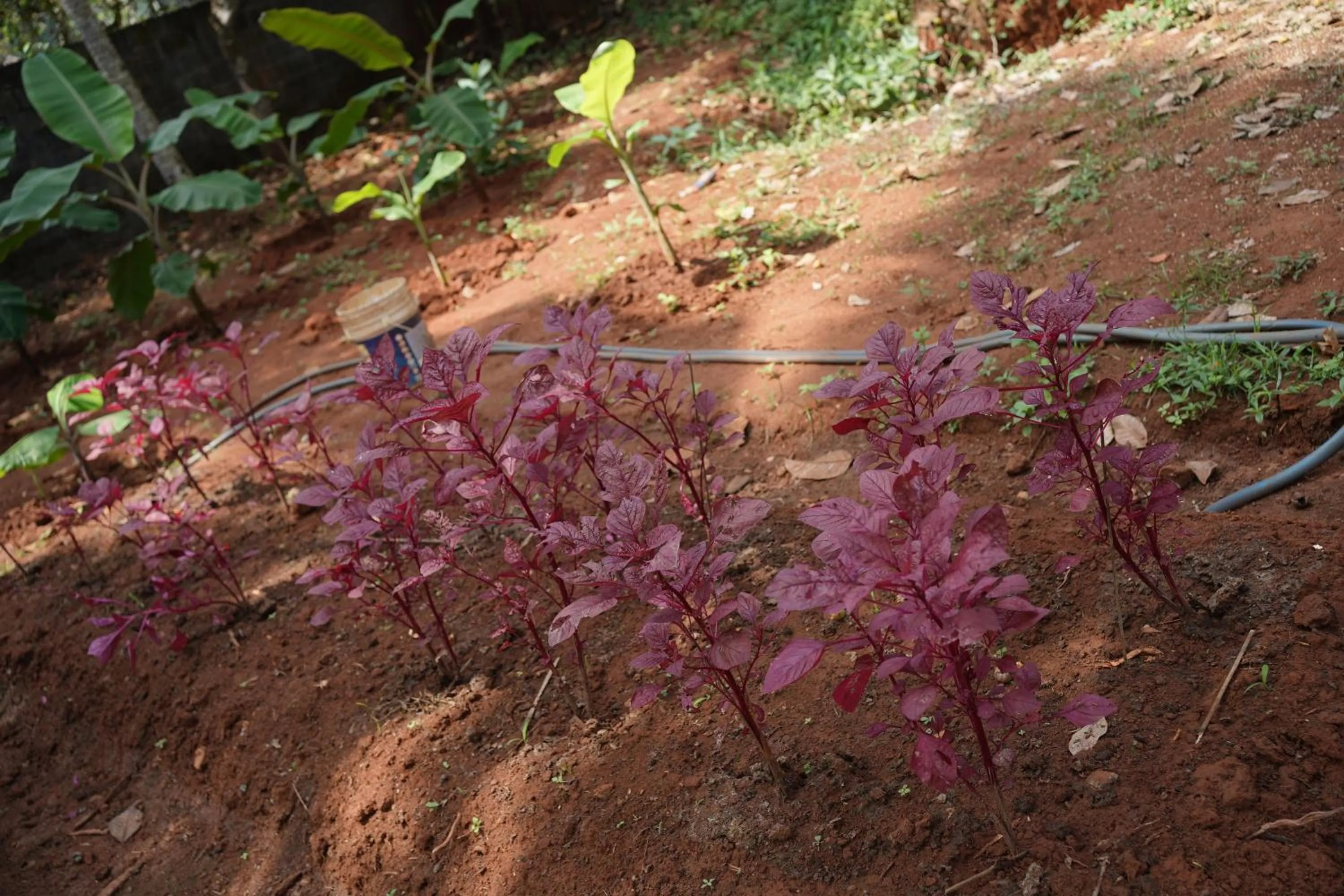 Garden view in God's Own country Kovalam By Bestinn Leisure
