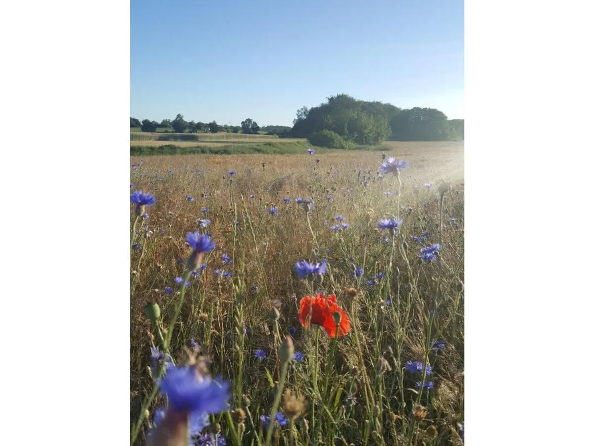 Natural landscape in Ferienwohnung Britta