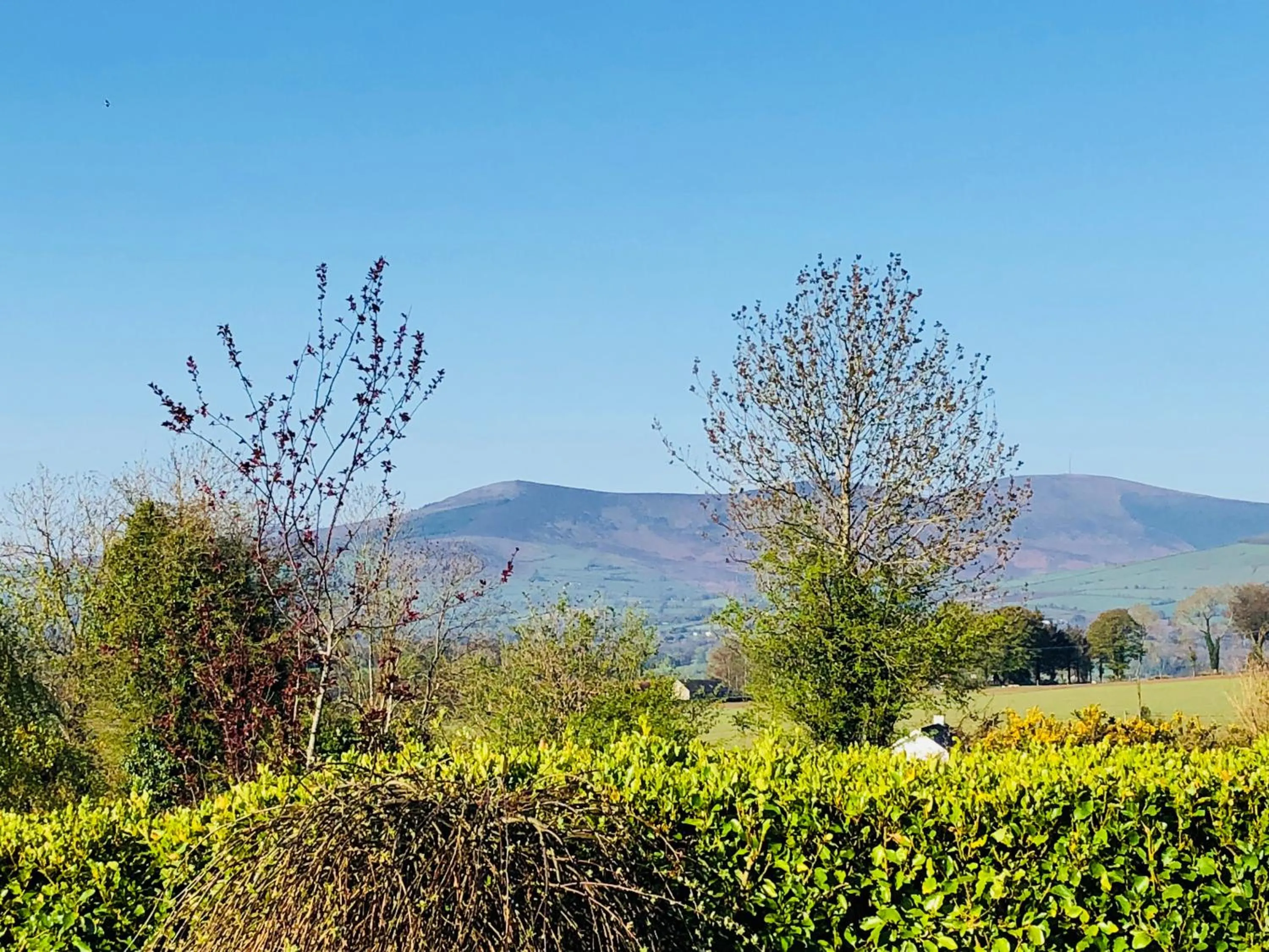 Natural landscape in Mount Leinster View